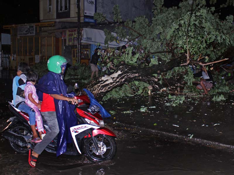 Pohon Tumbang Akibat Angin Kencang
