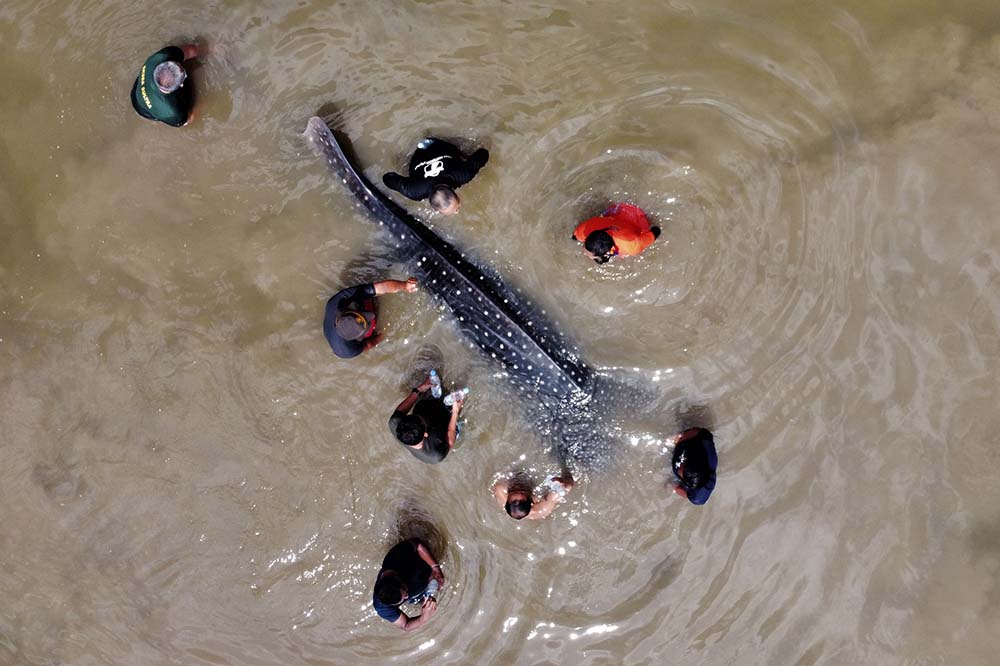 Hiu Paus Tutul Terdampar di Sungai Wanggu