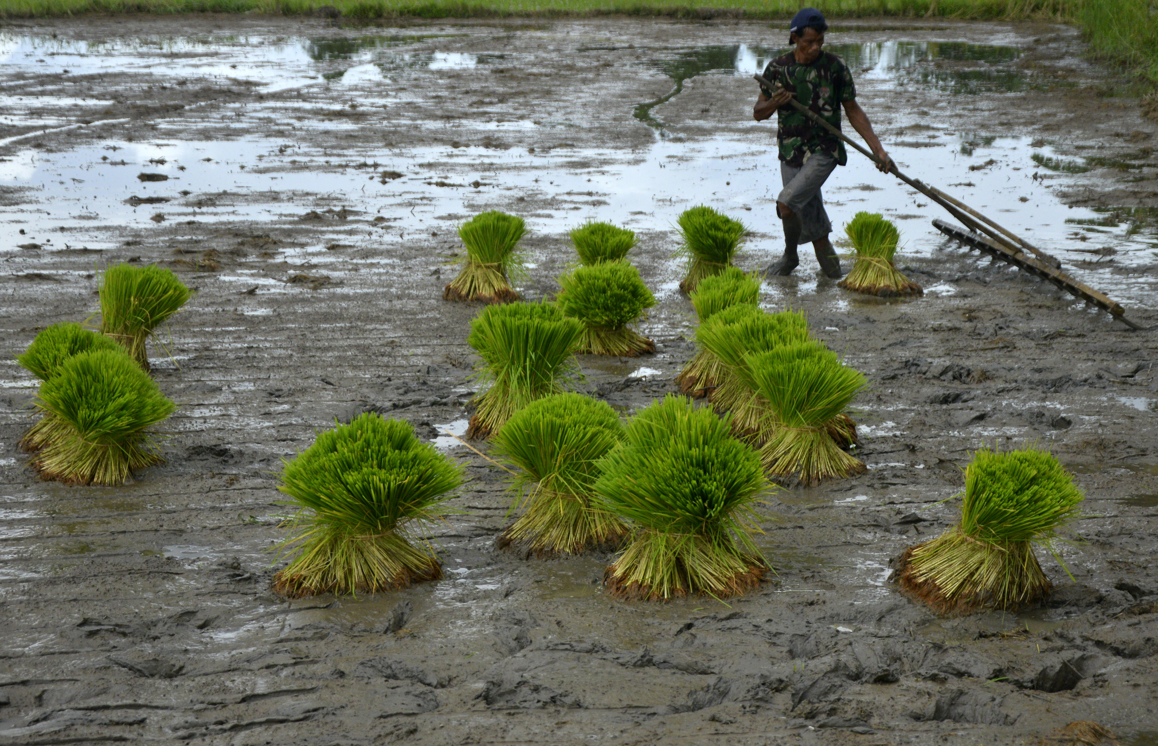 Target Produksi Padi 2021