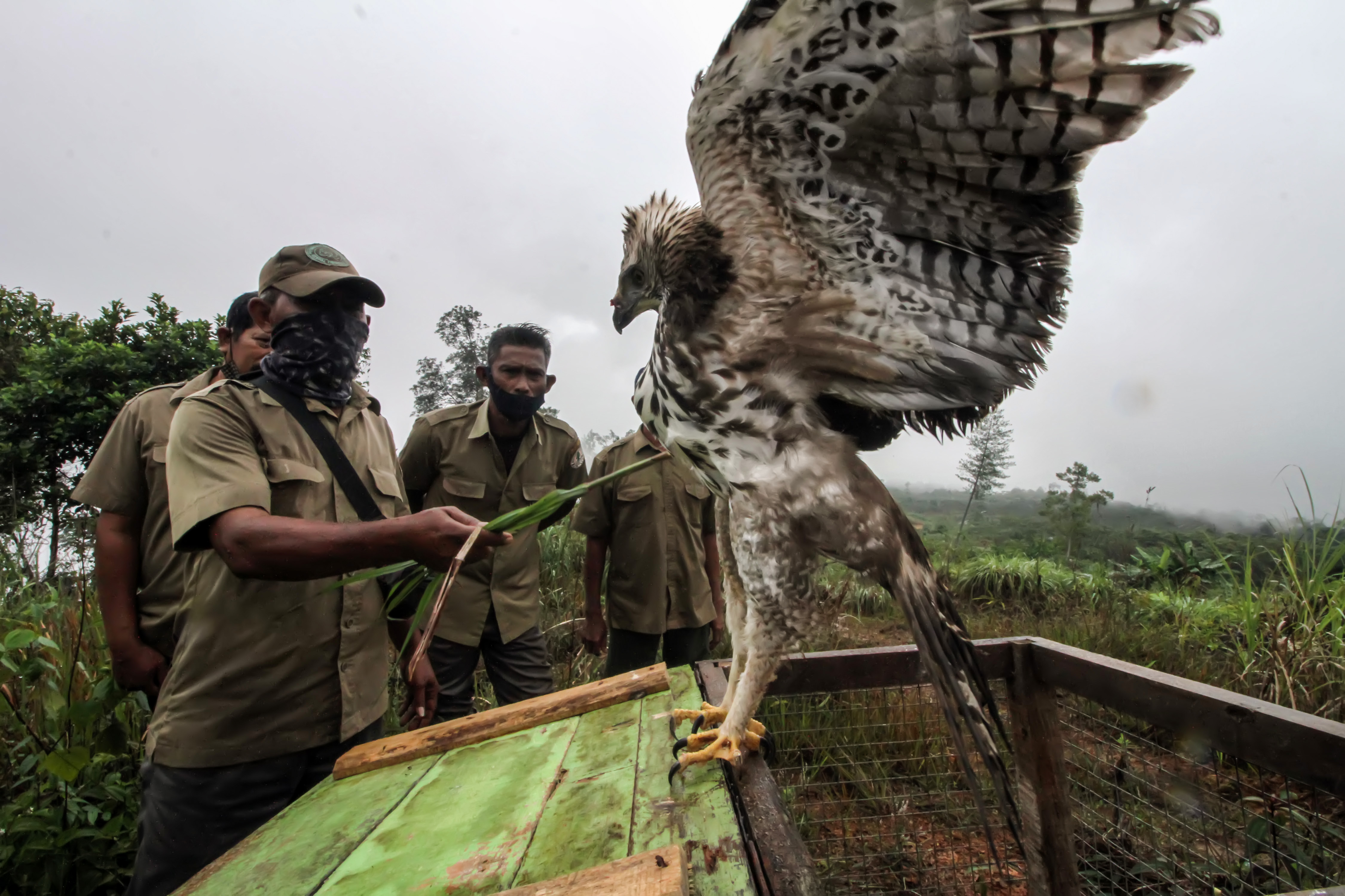 Lepasliar Elang Brontok