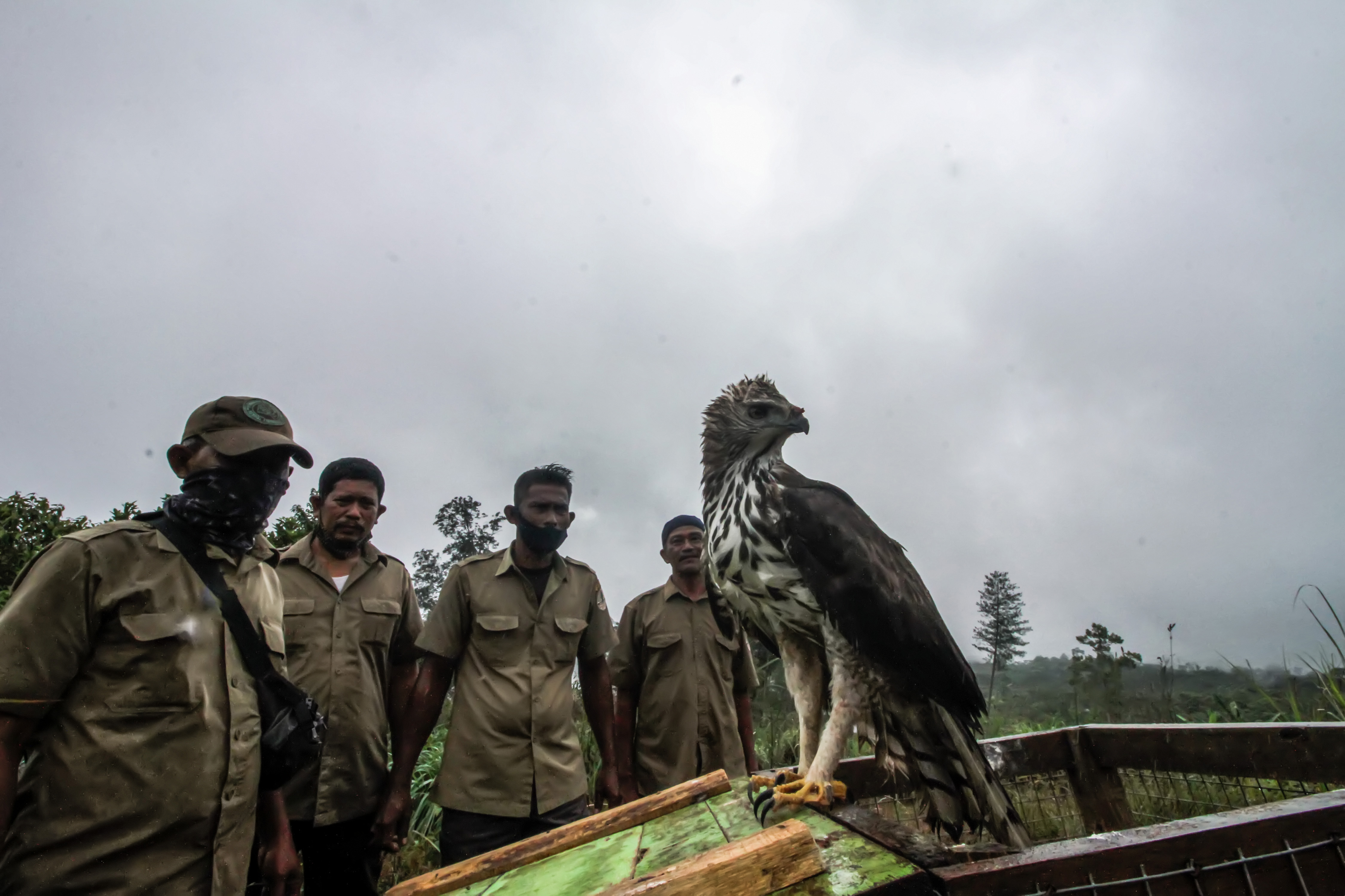 Lepasliar Elang Brontok
