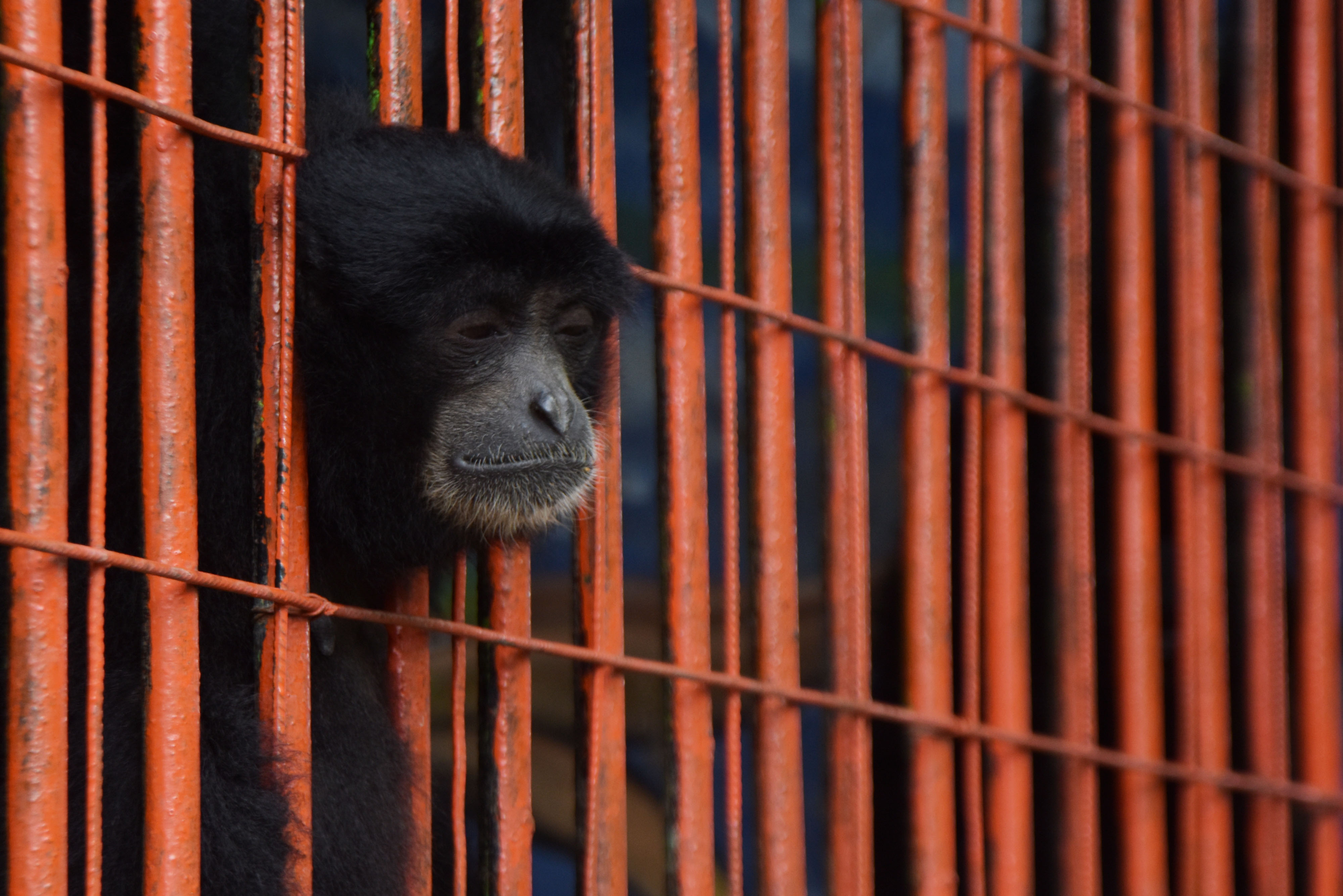 Kebun Binatang Umbul Terdampak PPKM