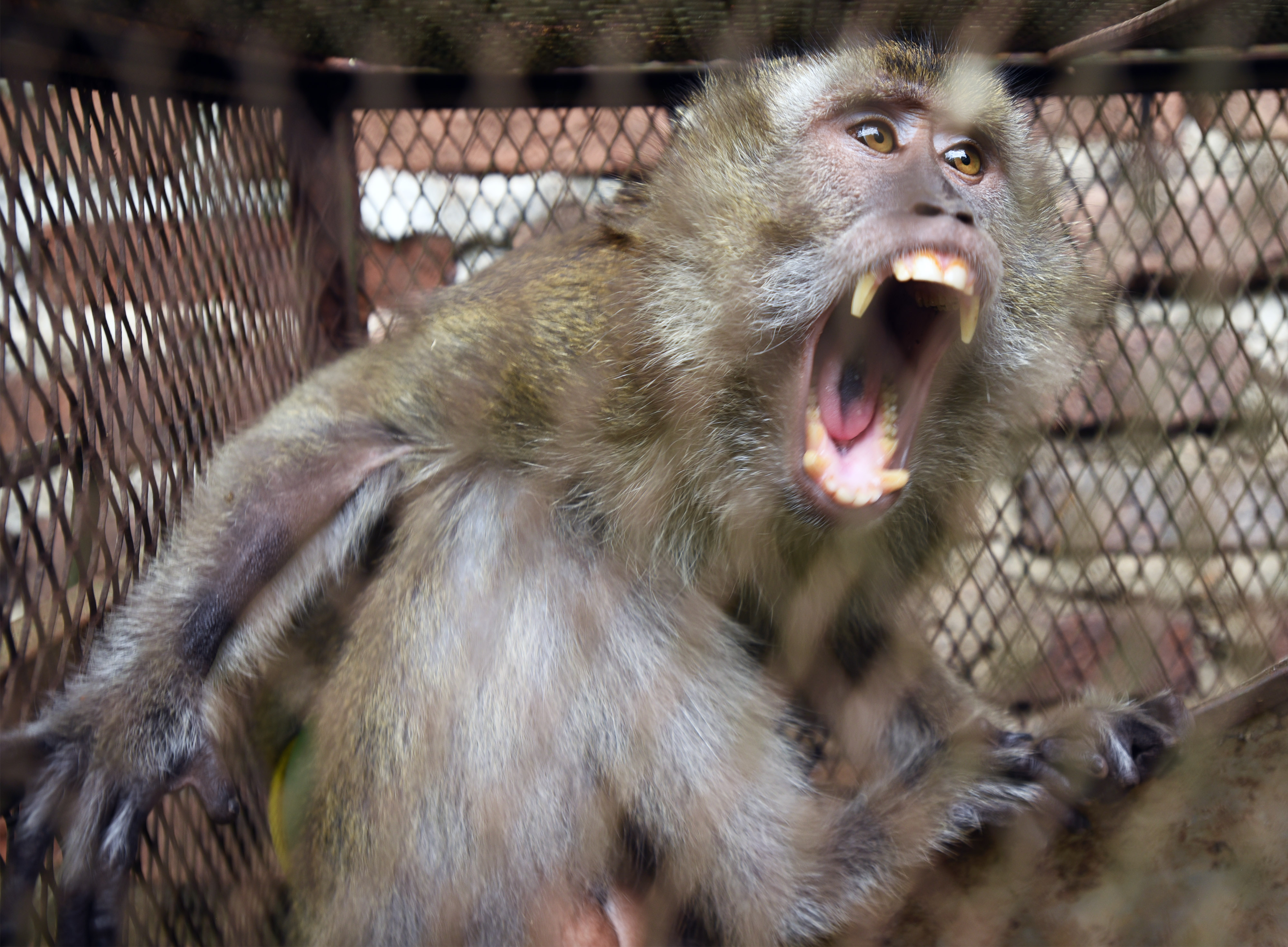 Kera Liar Masuk Pemukiman