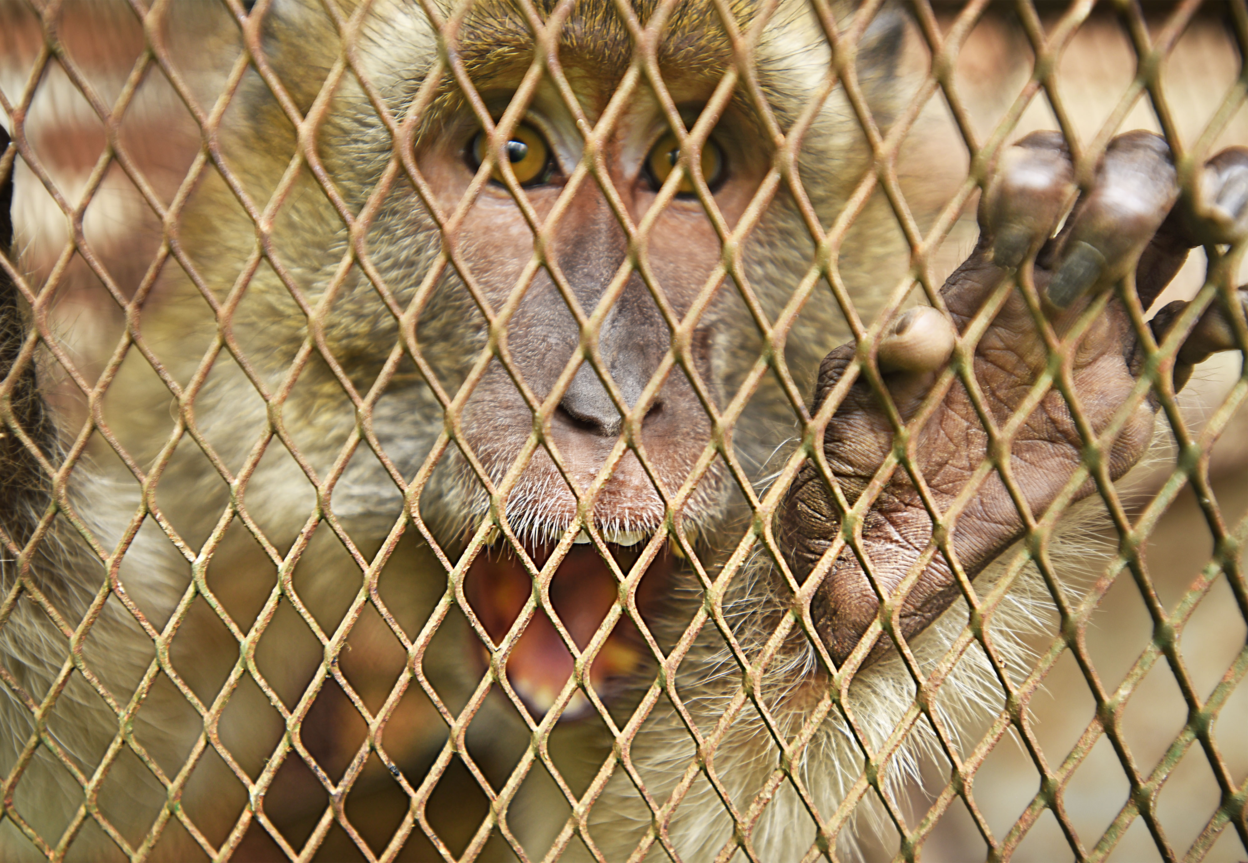 Kera Liar Masuk Pemukiman