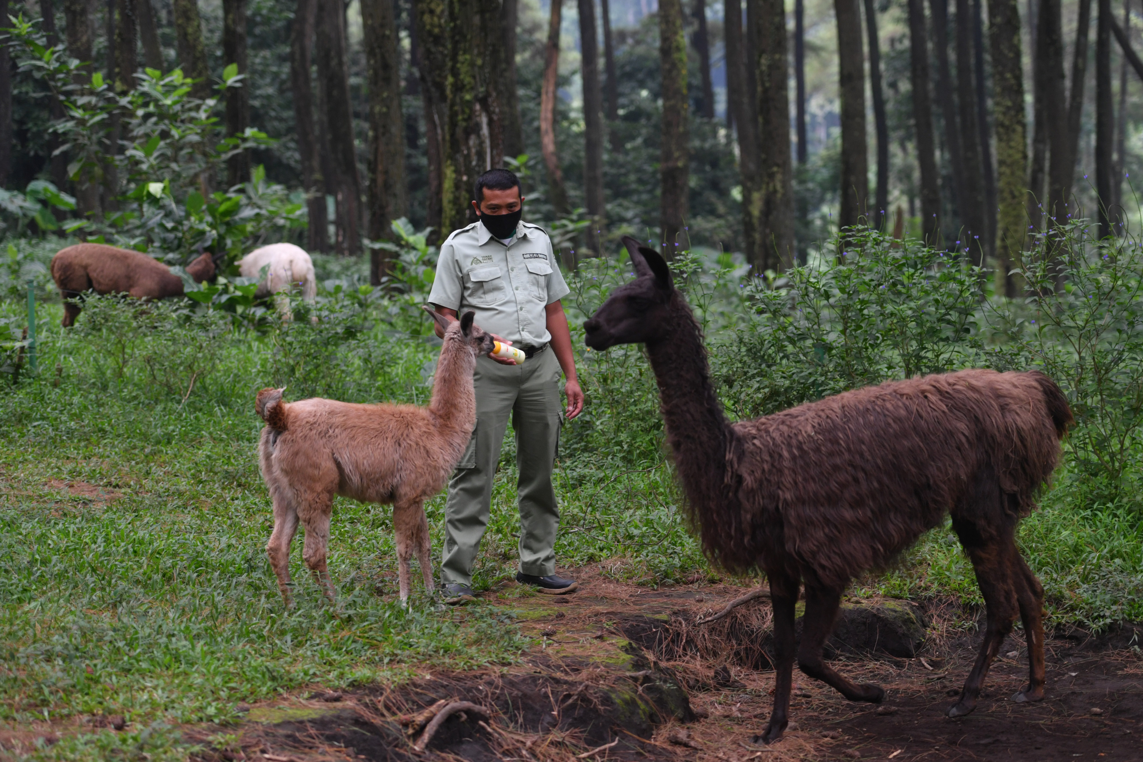 Bayi Llama di Taman Safari Prigen Jawa Timur