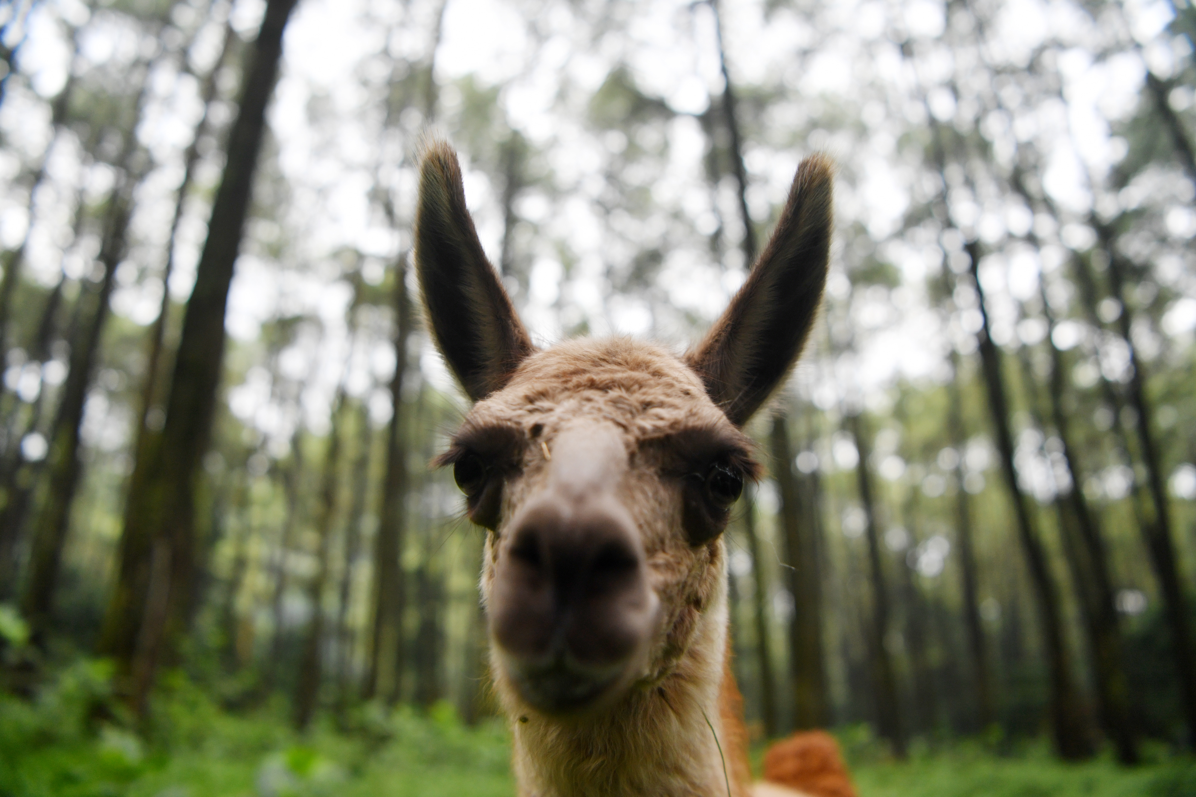 Bayi Llama di Taman Safari Prigen Jawa Timur