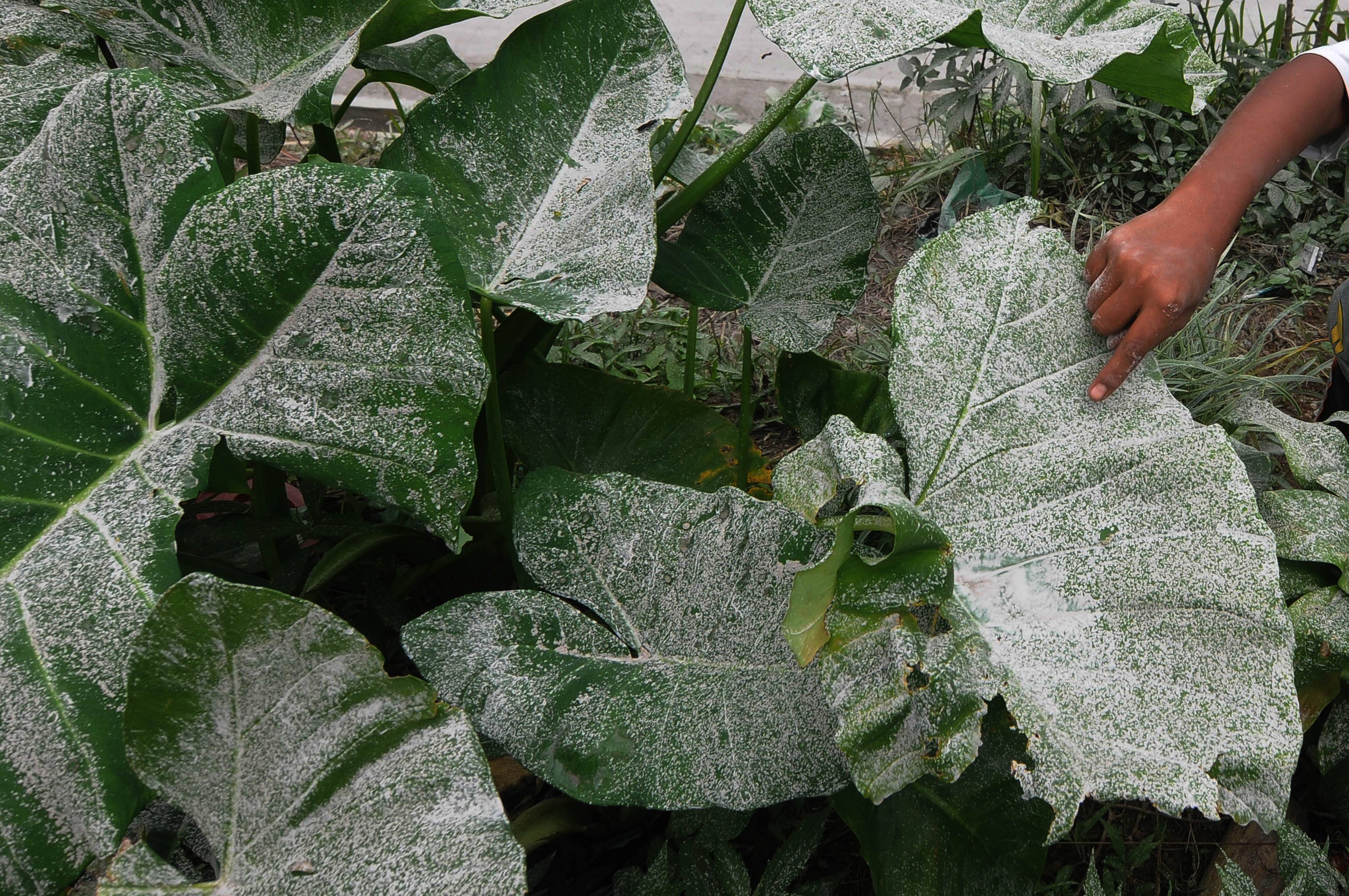 Abu Vulkanik Gunung Merapi