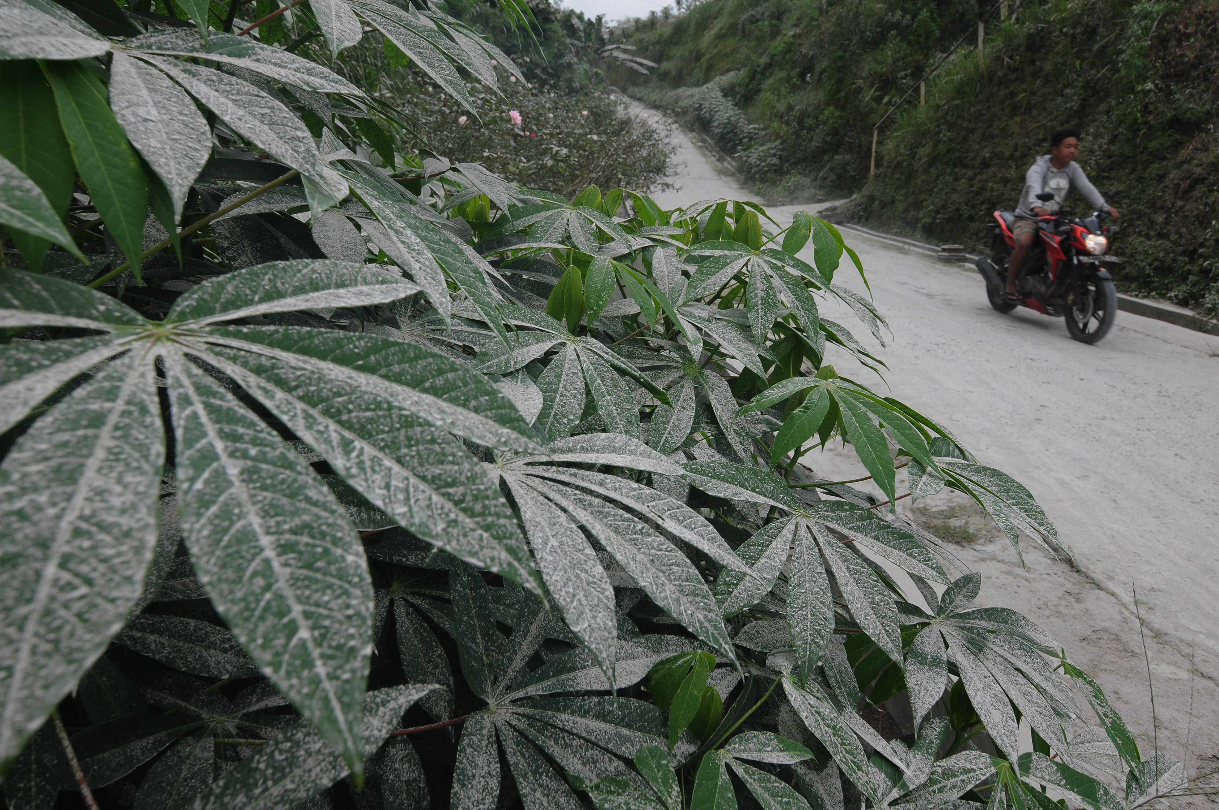 Abu Vulkanik Gunung Merapi