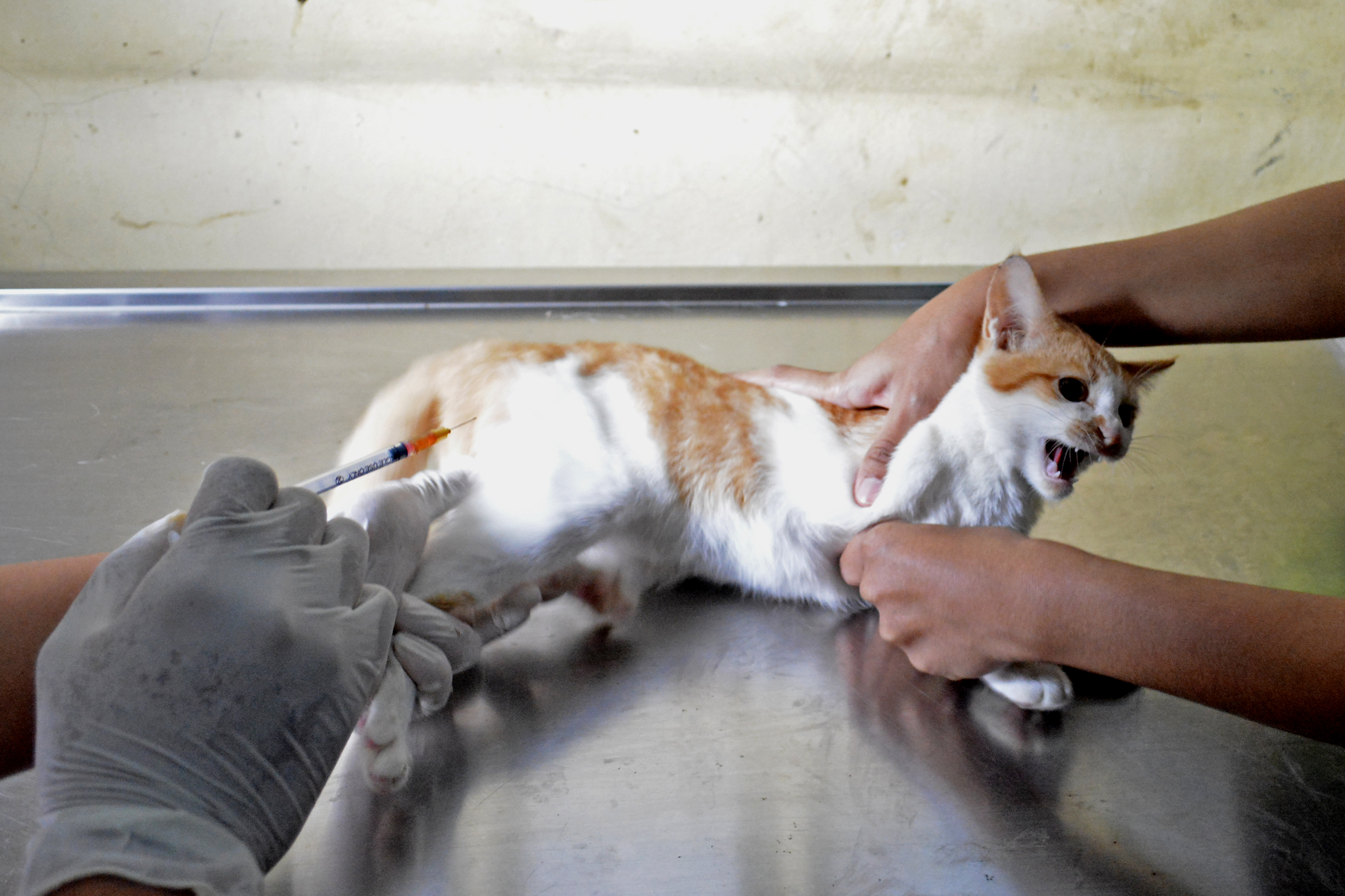 Layanan Kesehatan Hewan di Masa Pandemi