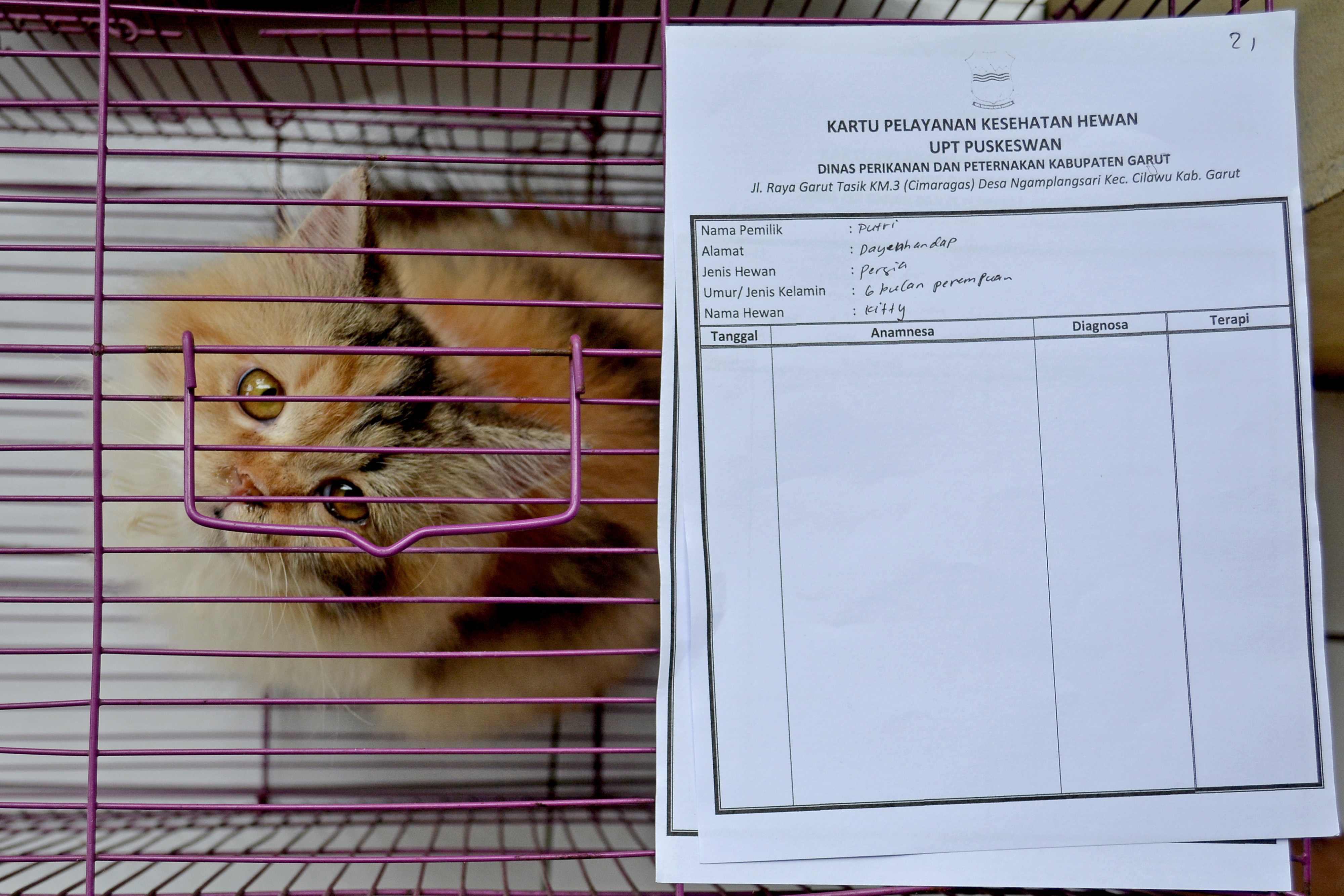 Layanan Kesehatan Hewan di Masa Pandemi