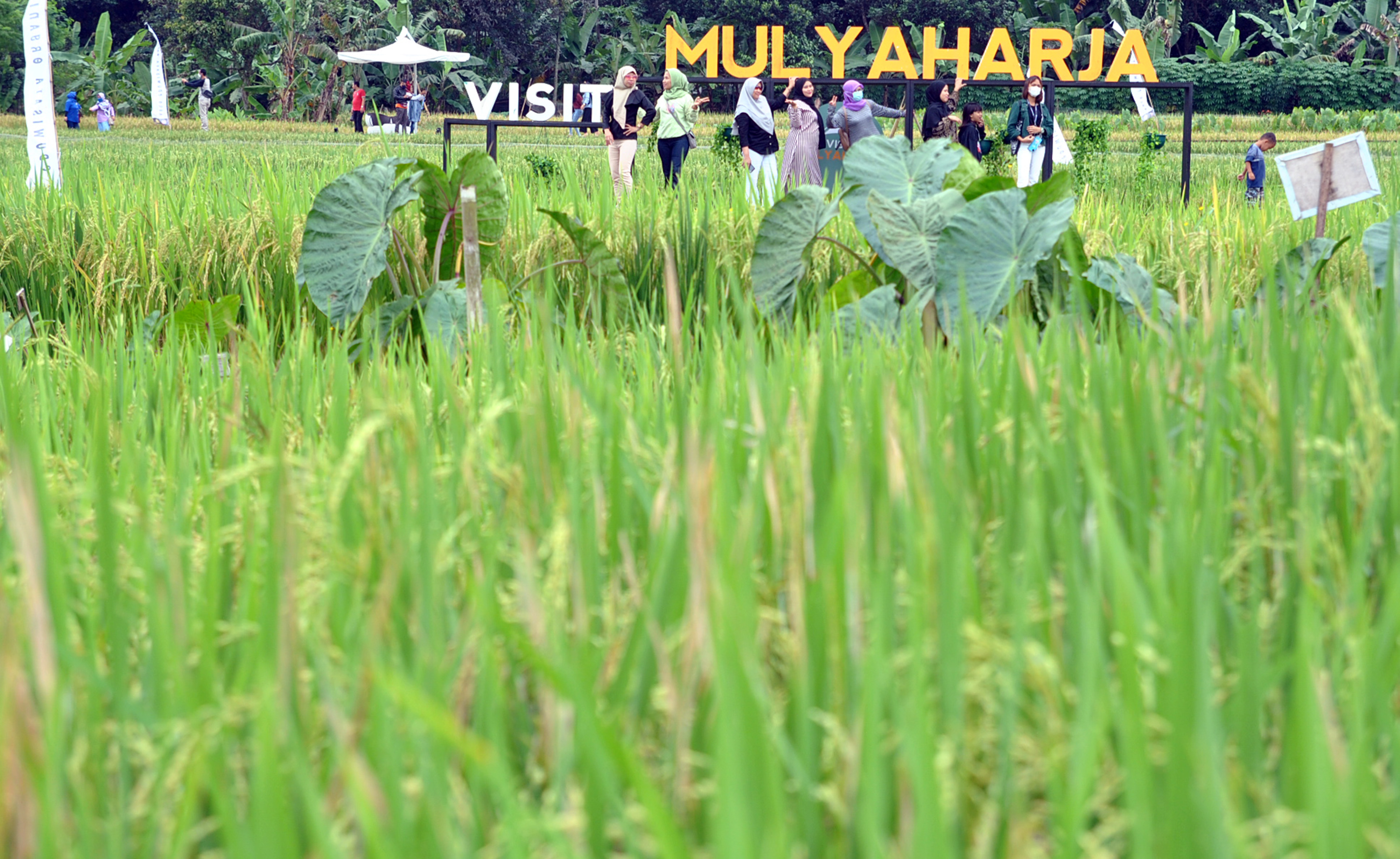 Wisata Kampung Tematik Mulyaharja Bogor