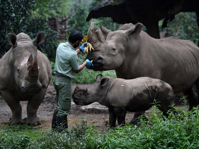 Koleksi Badak Putih TSI Bertambah
