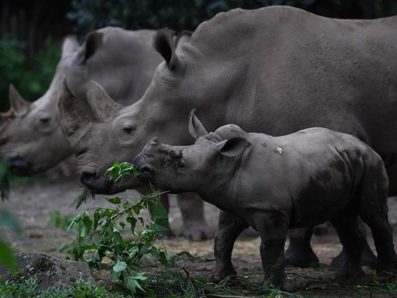 Koleksi Badak Putih TSI Bertambah