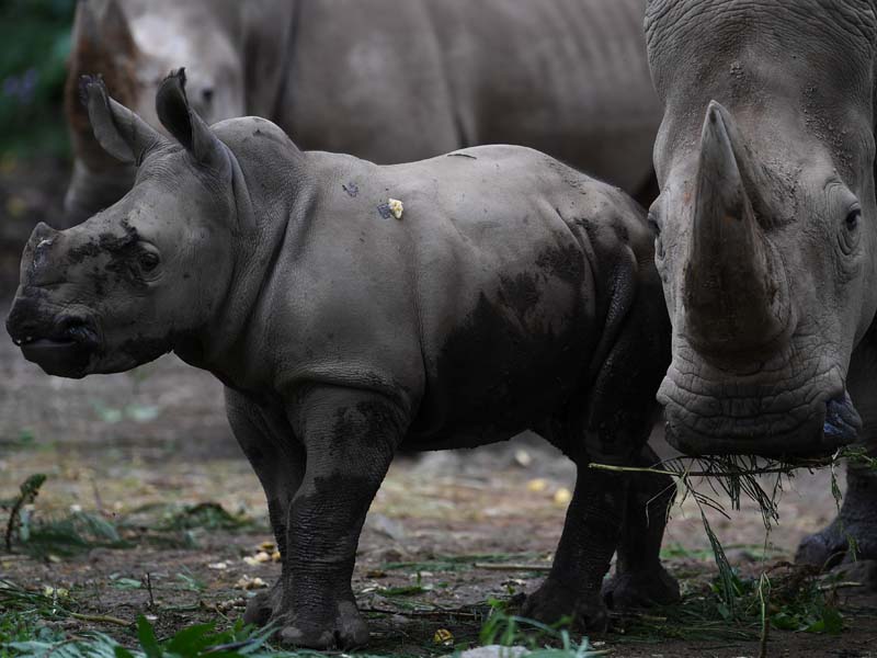 Koleksi Badak Putih TSI Bertambah