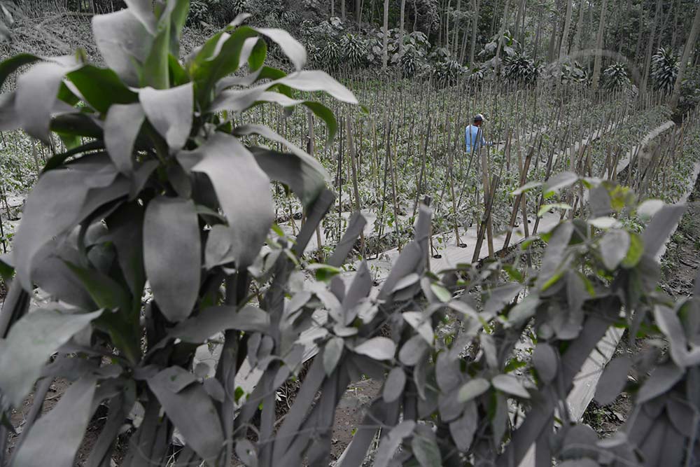 Dampak Erupsi Gunung Semeru