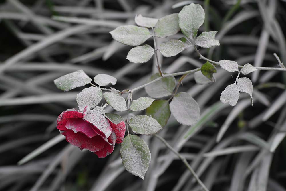 Dampak Erupsi Gunung Semeru