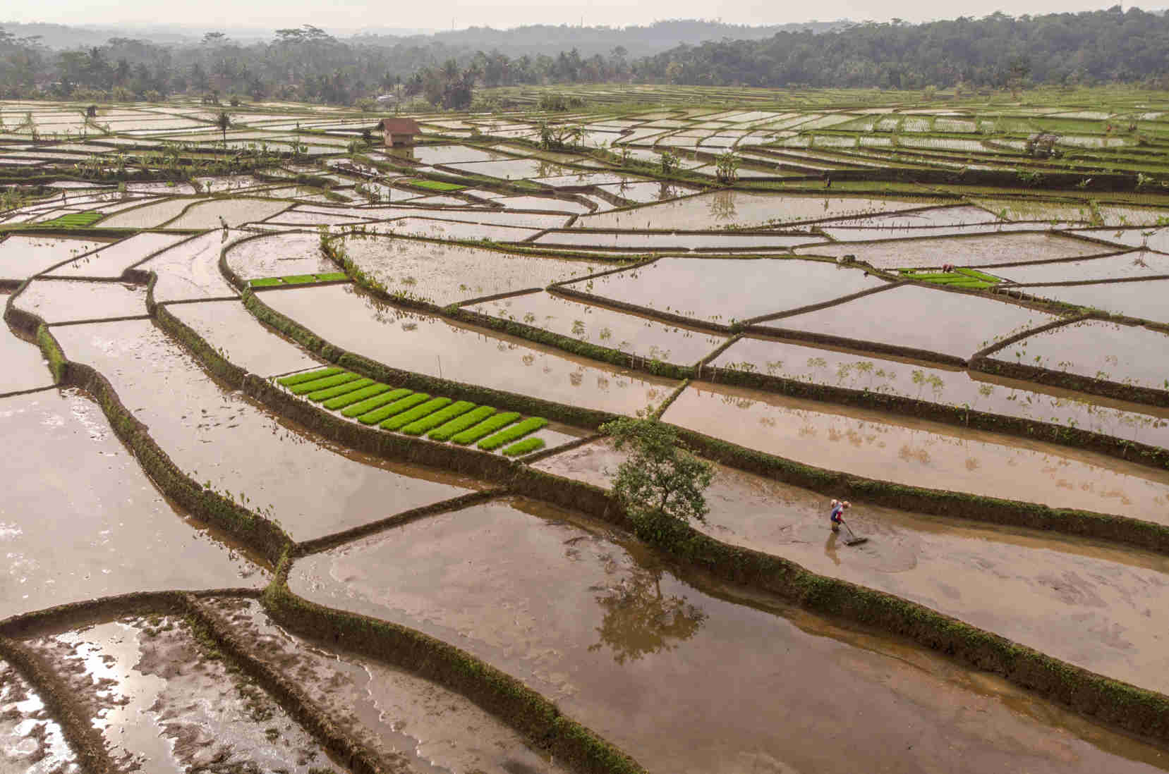 Alokasi Kredit Usaha Rakyat Untuk Sektor Pertanian 