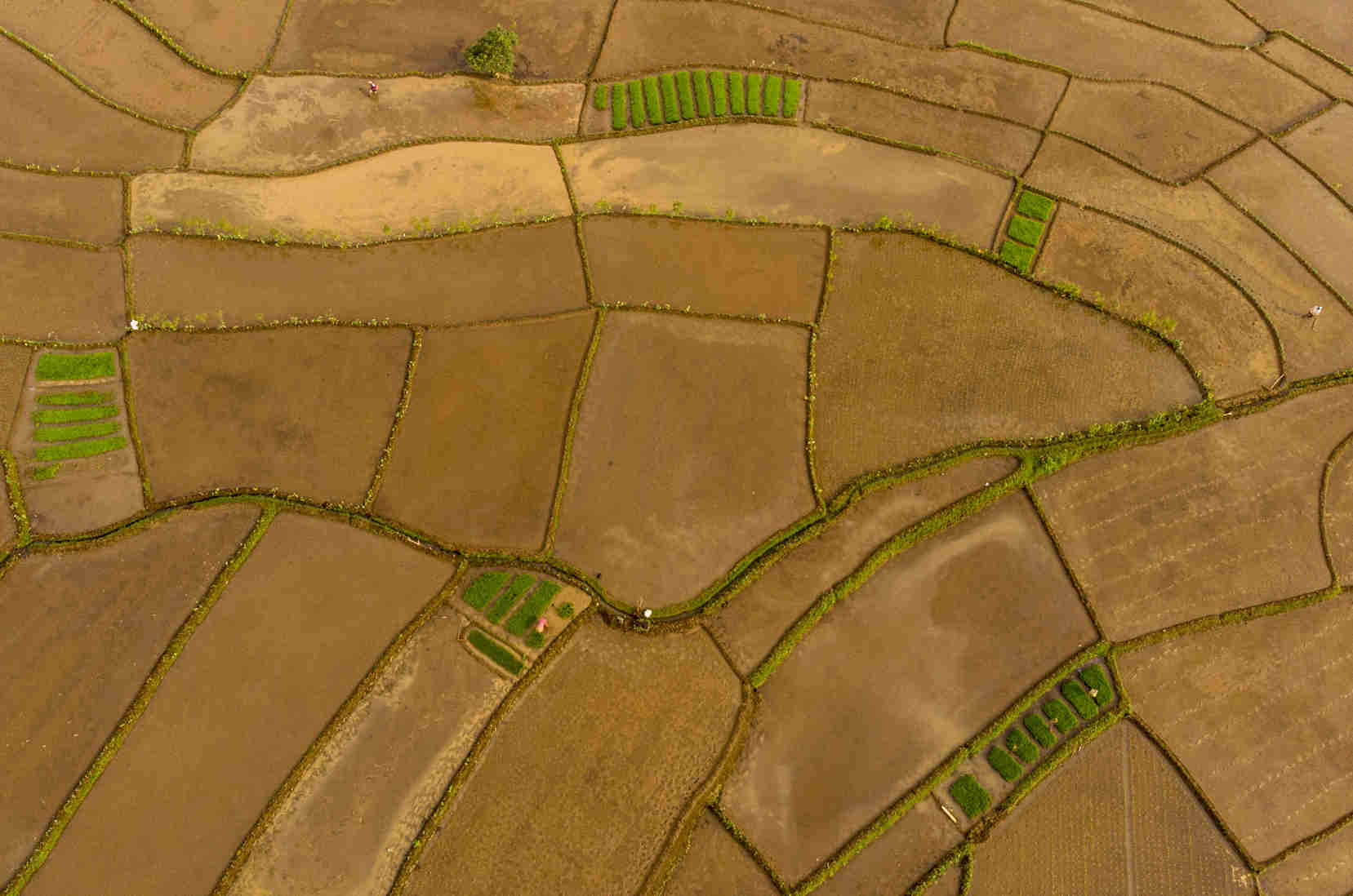 Alokasi Kredit Usaha Rakyat Untuk Sektor Pertanian 