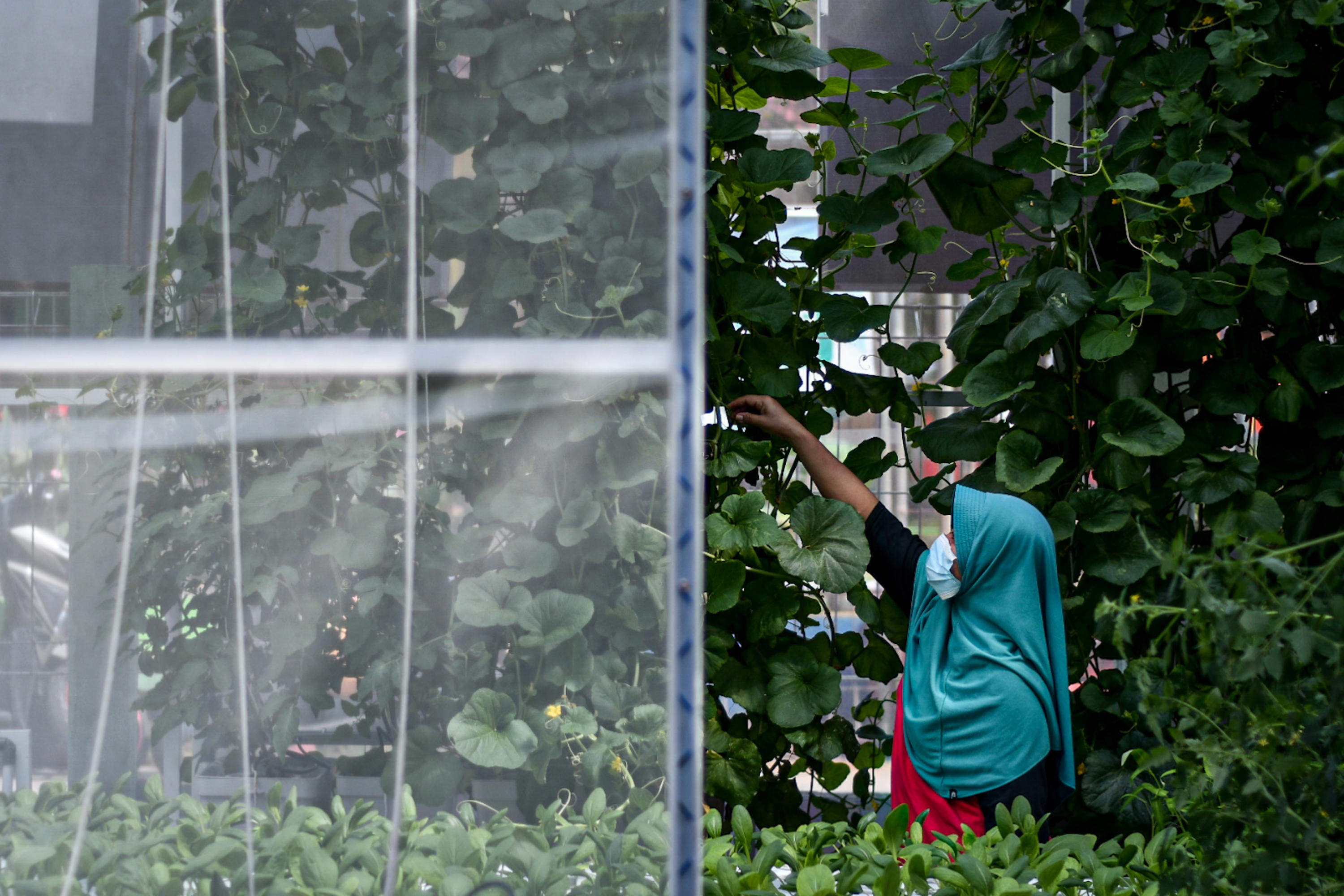 Pengembangan Metode Hidroponik