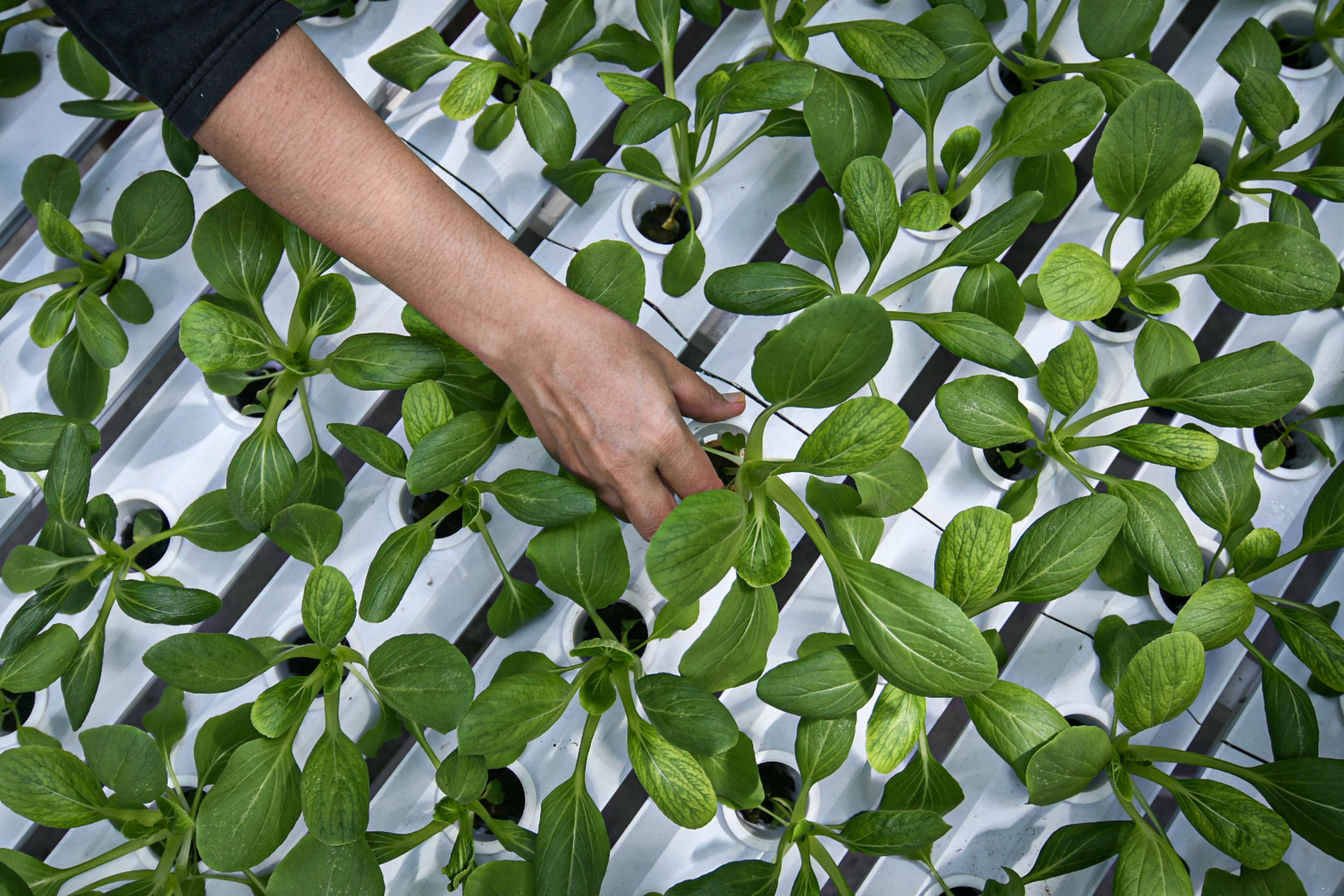 Pengembangan Metode Hidroponik