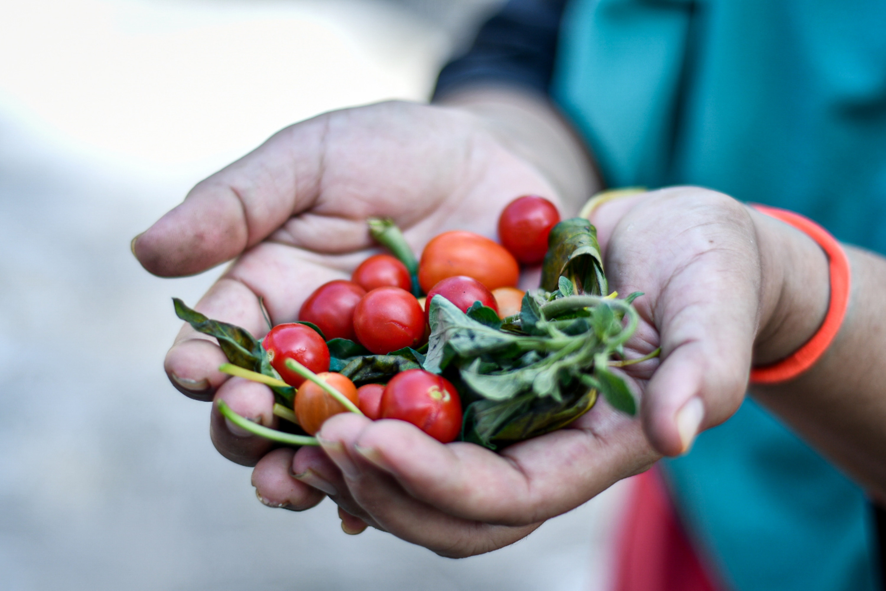 Pengembangan Metode Hidroponik