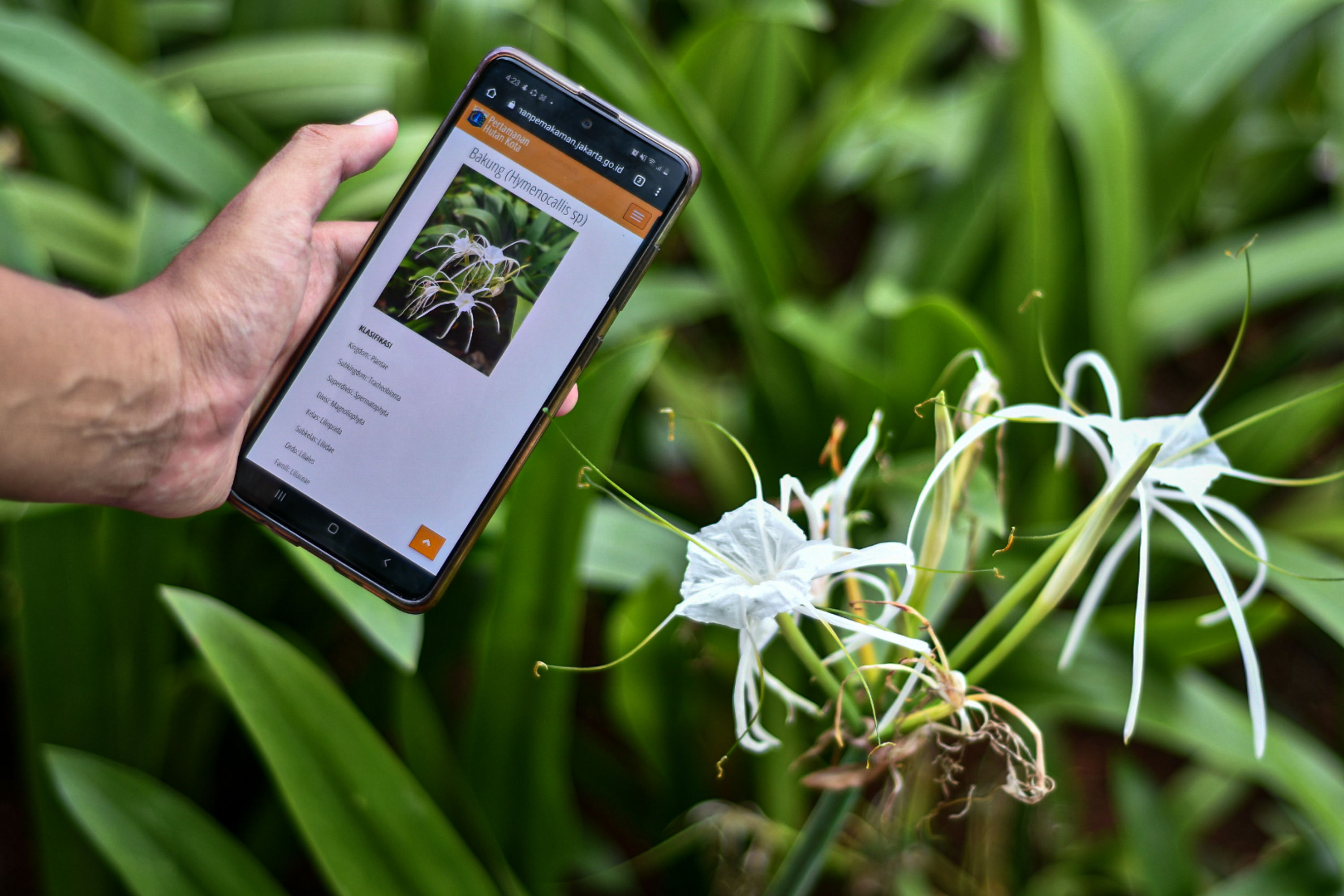 Barcode Tanaman di Jalan Protokol