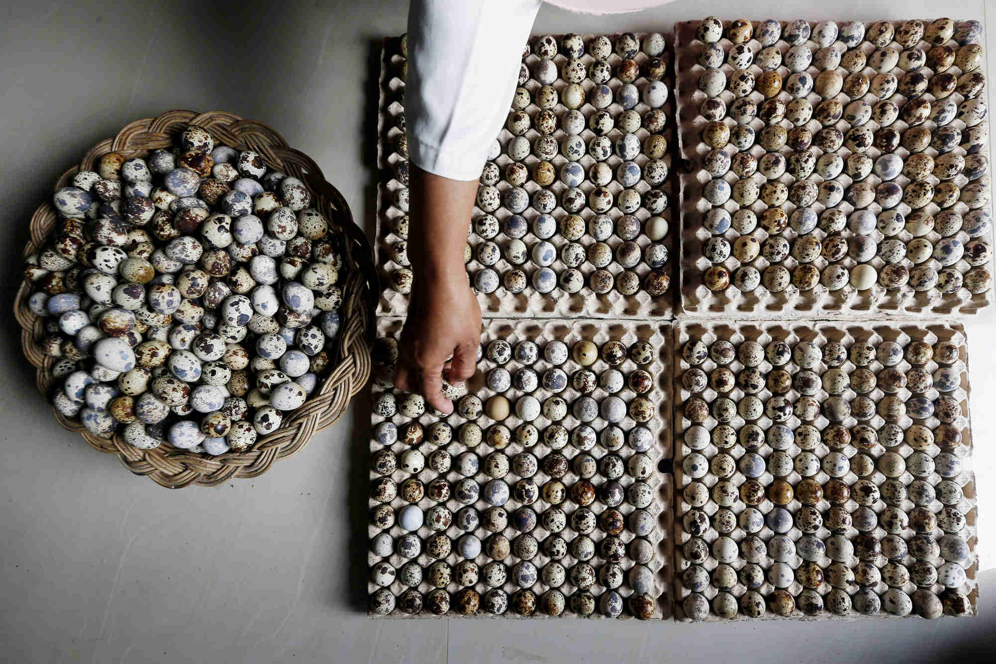 Produksi Telur Puyuh Nasional Capai 10 Juta Butir per Hari 