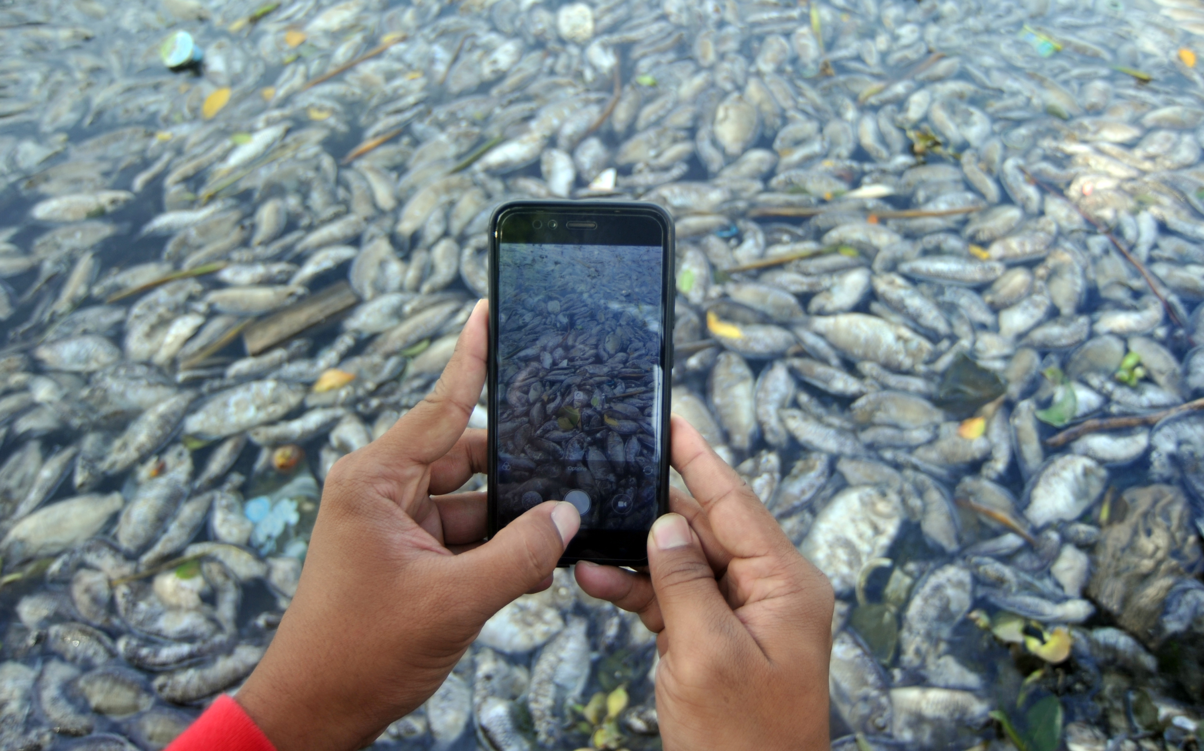 Ikan Mati di Danau Maninjau