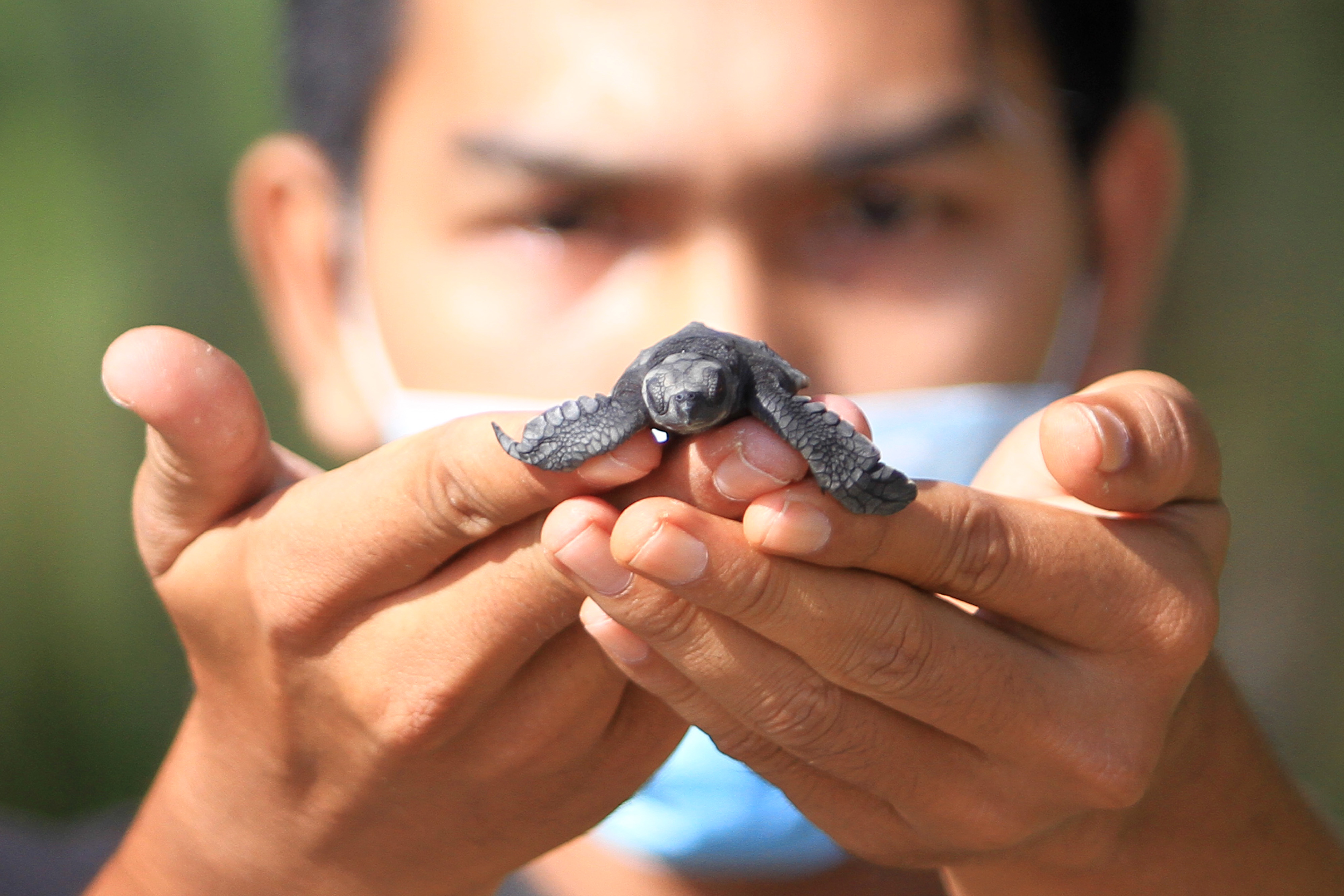 Pelepasliaran Tukik di Aceh