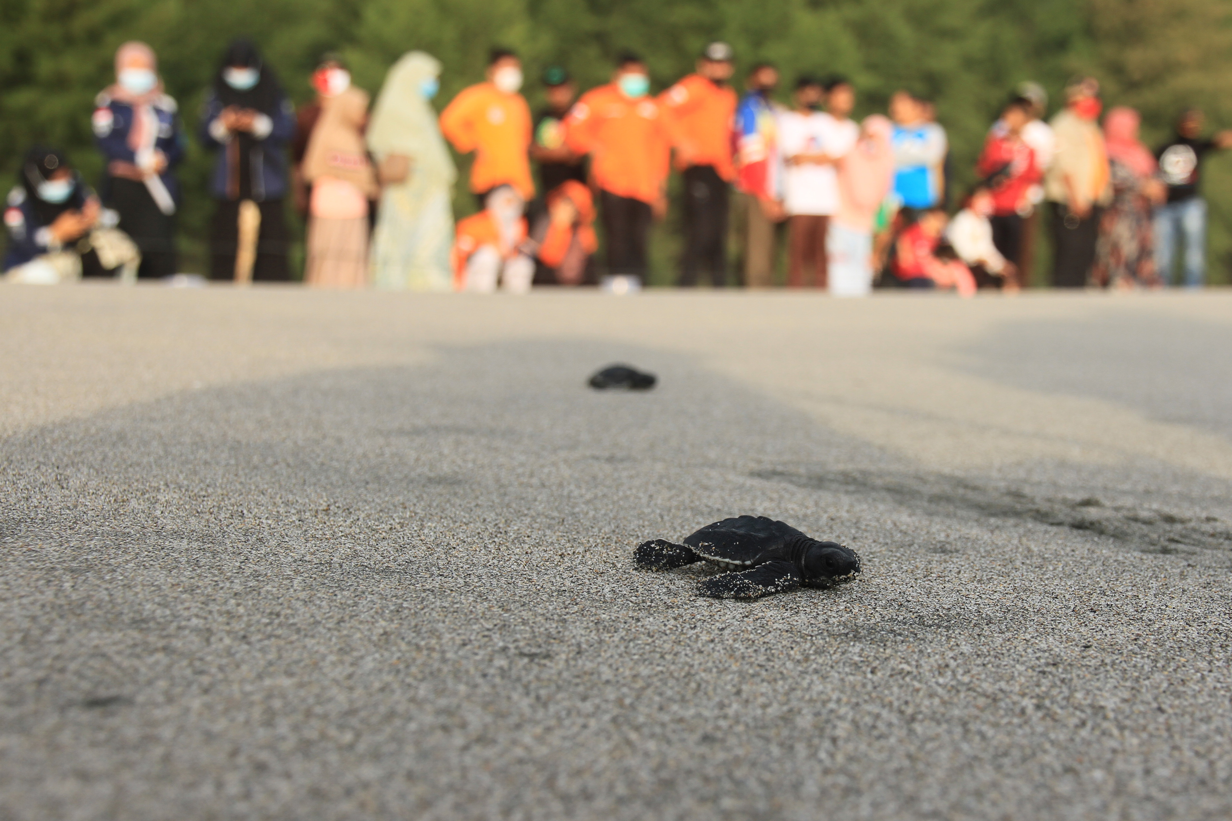 Pelepasliaran Tukik di Aceh