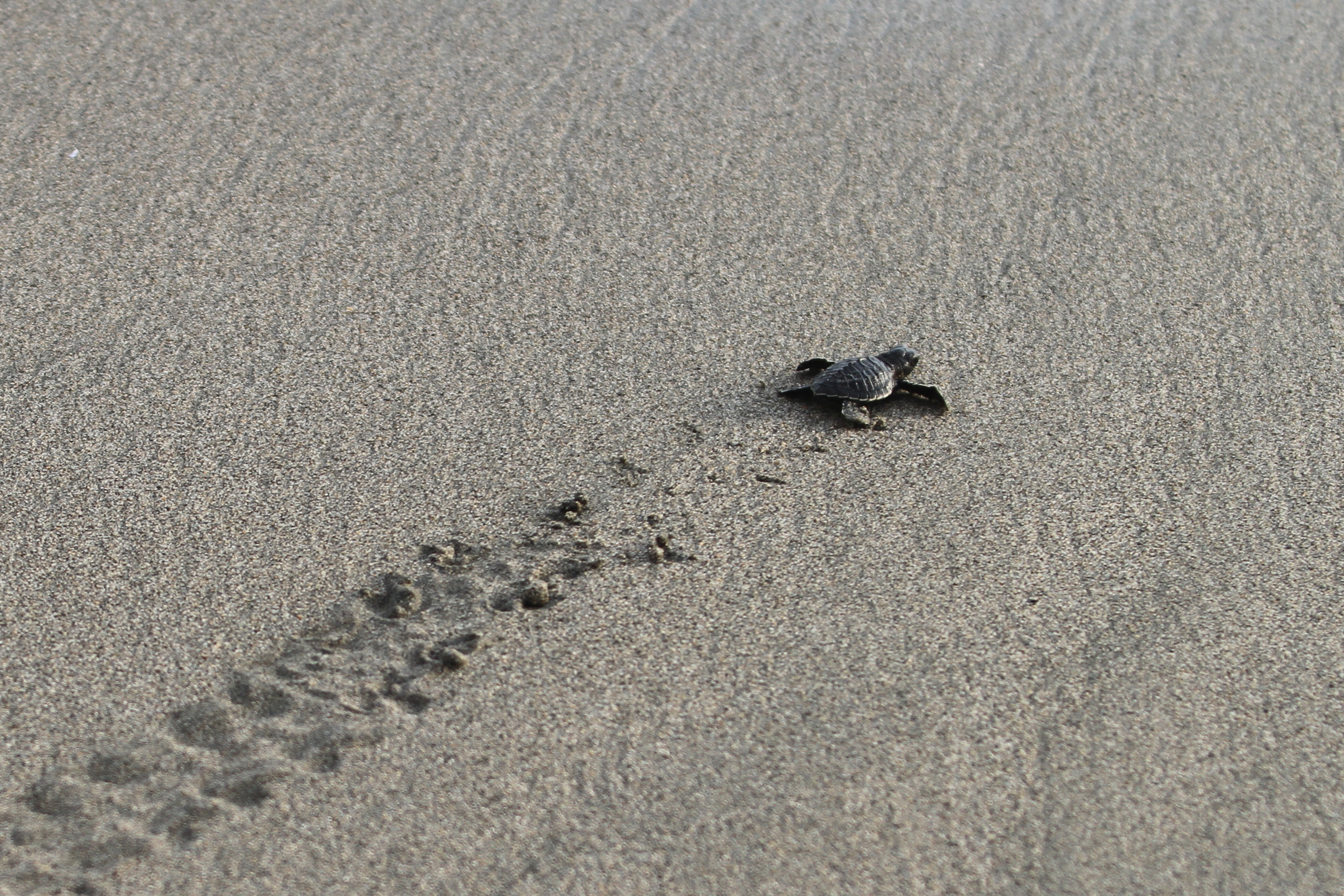 Pelepasliaran Tukik di Aceh