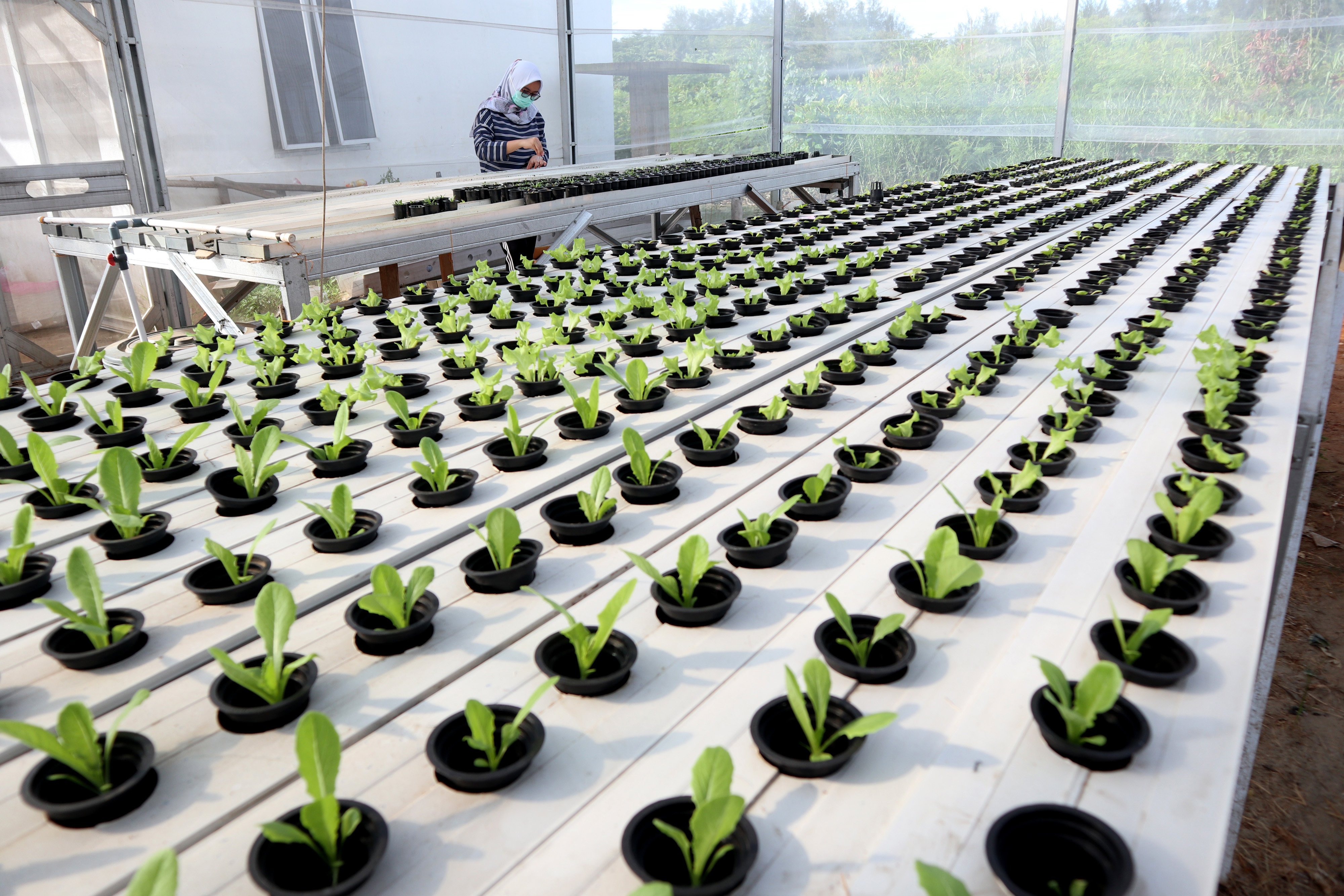 Budaya Sayuran Hidropinik