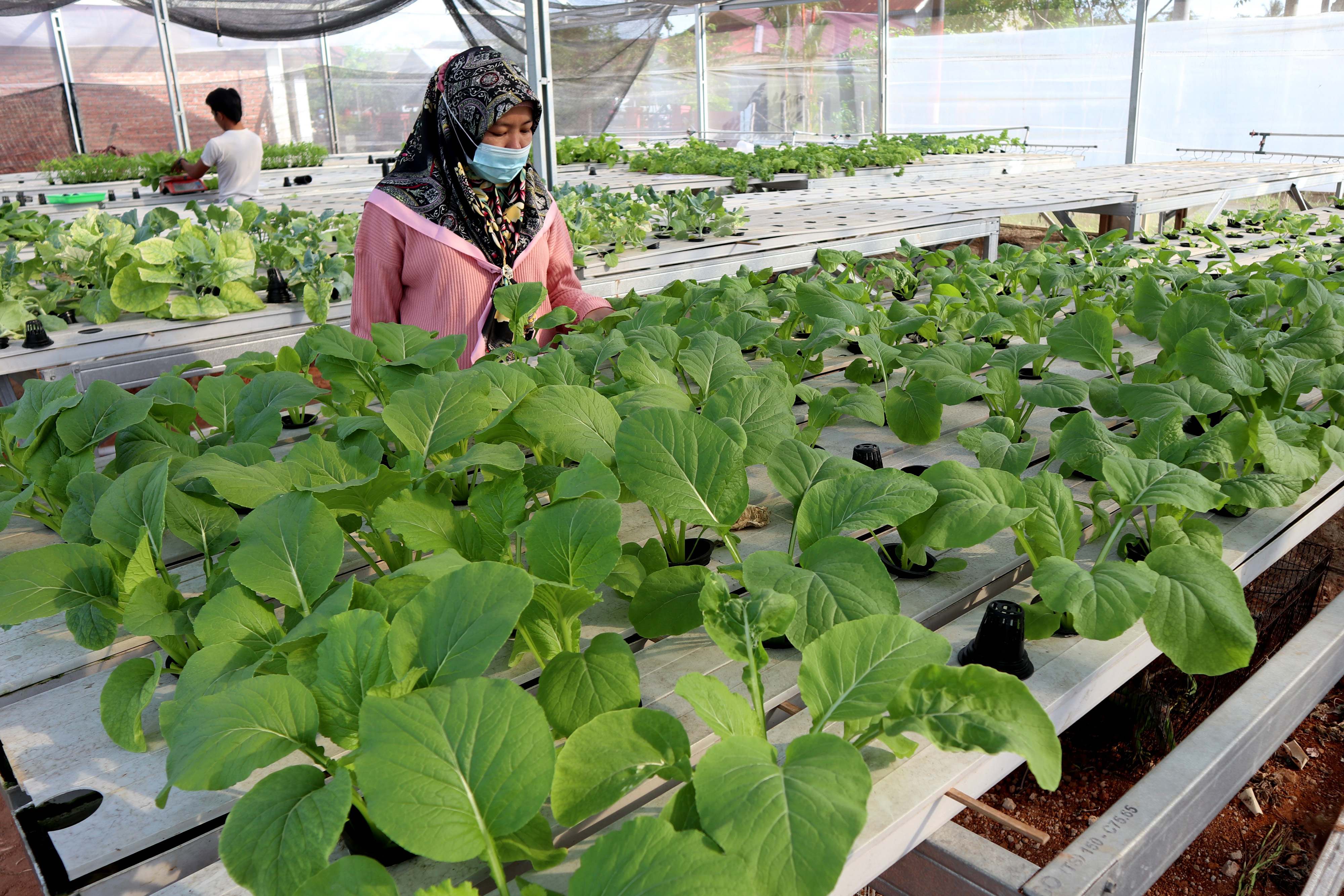 Budaya Sayuran Hidropinik