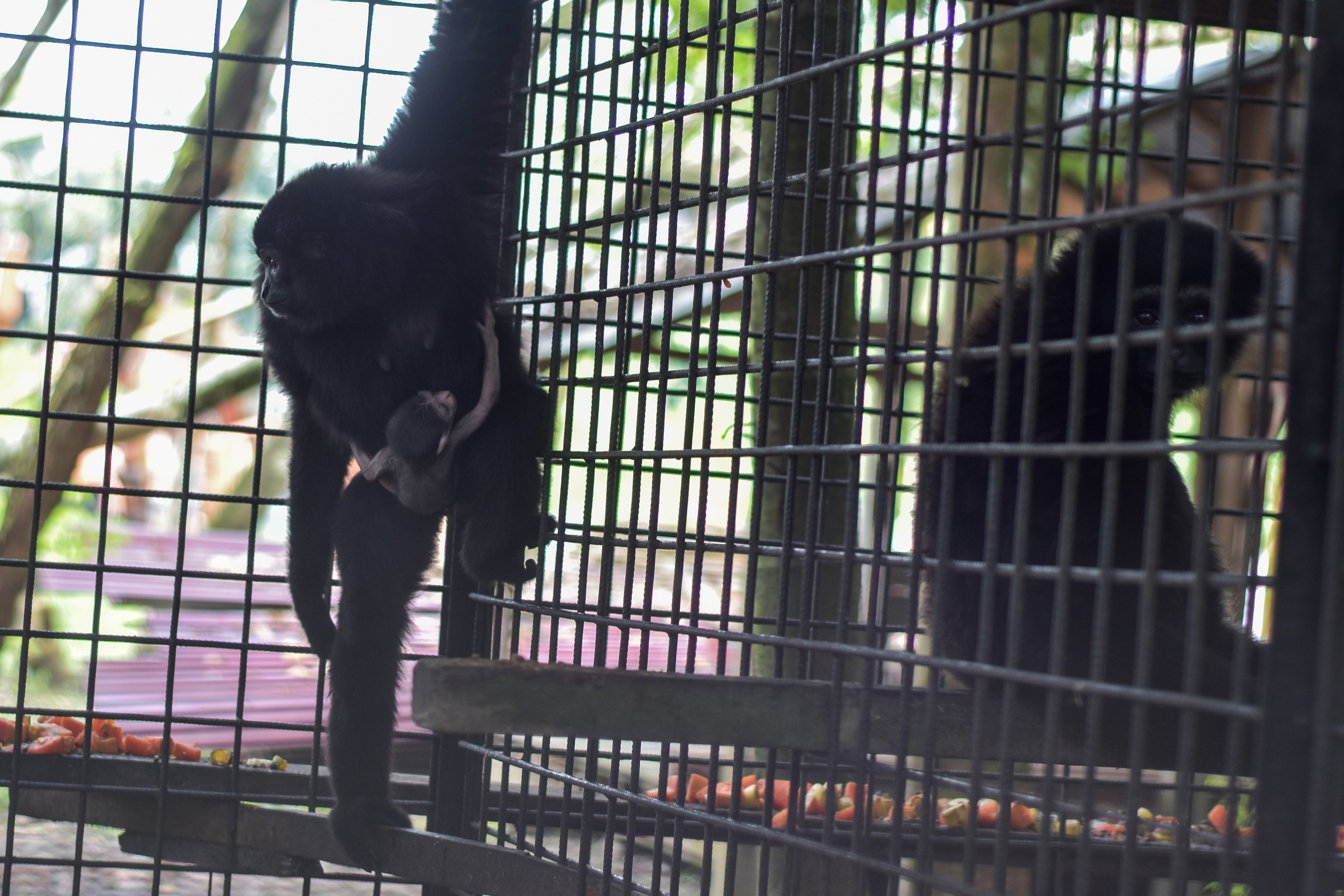 Kelahiran Bayi Owa Ungko