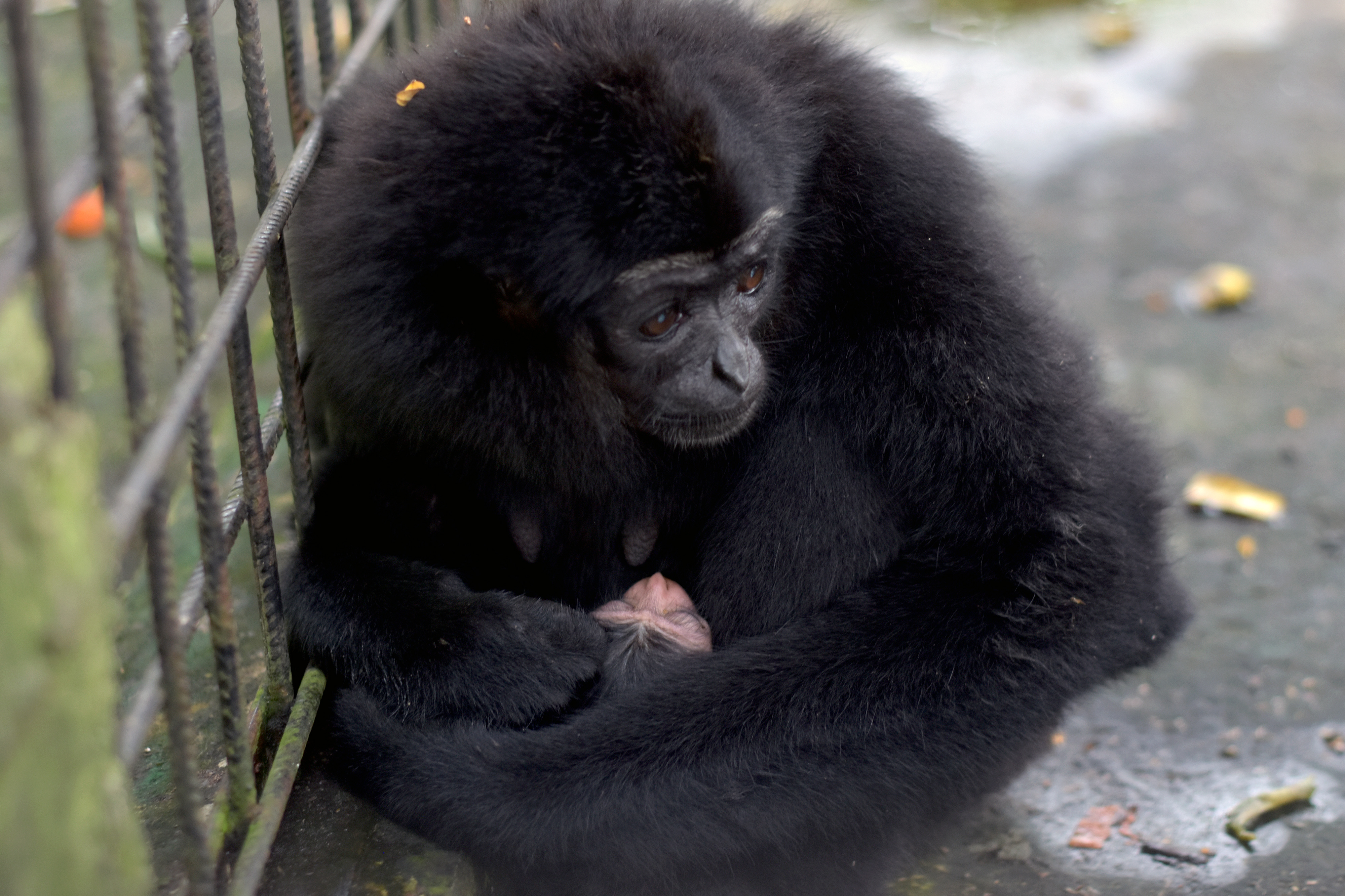 Kelahiran Bayi Owa Ungko