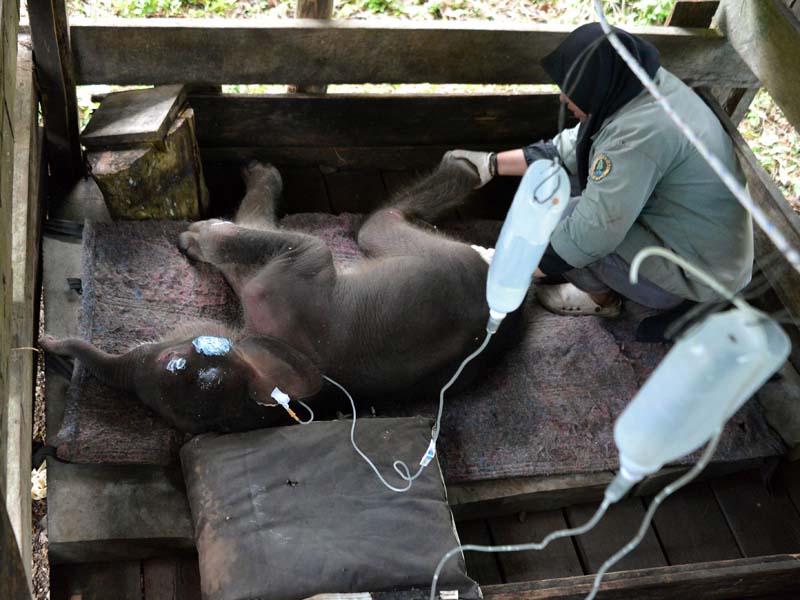 Perawatan Bayi Gajah Pascaevakuasi Dari Kubangan Lumpur