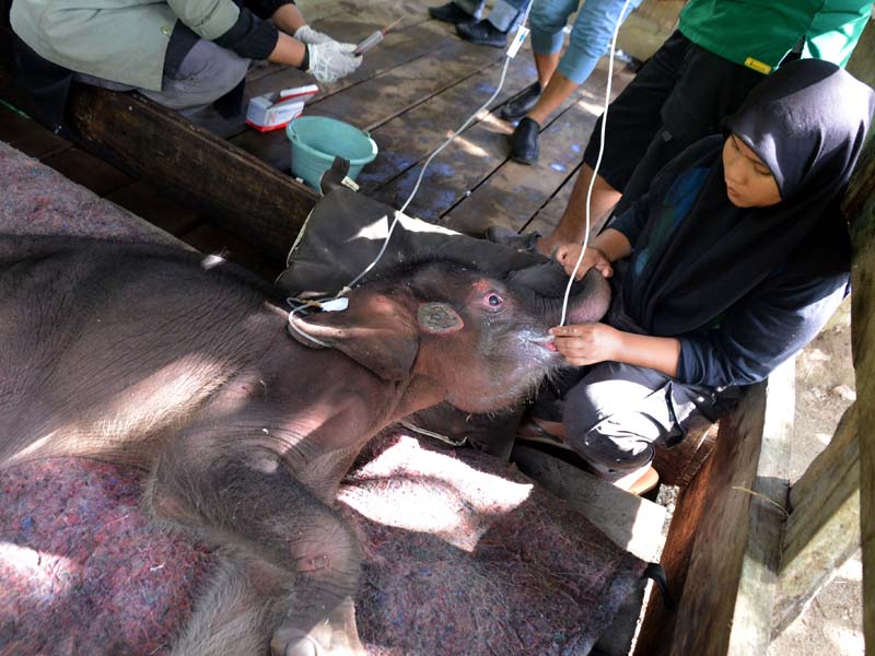 Perawatan Bayi Gajah Pascaevakuasi Dari Kubangan Lumpur