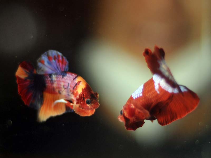 Budi Daya Ikan Cupang Untuk Ekspor