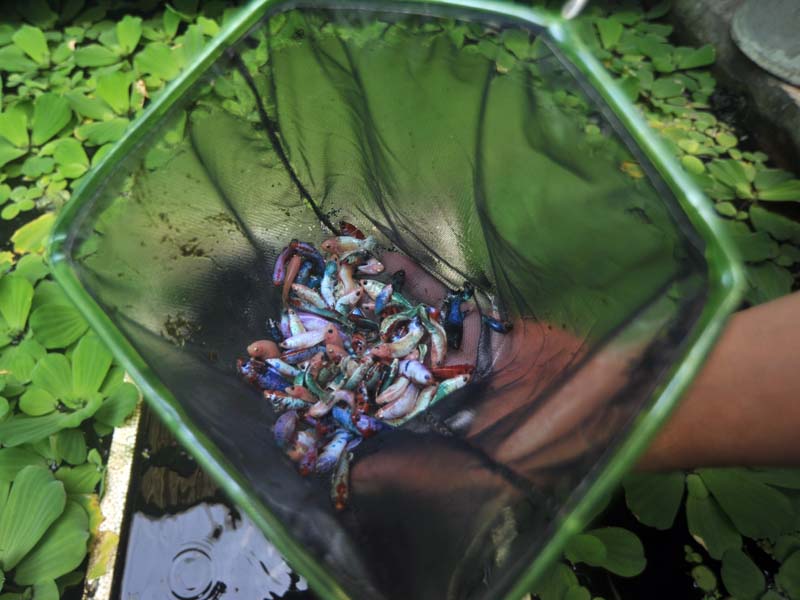 Budi Daya Ikan Cupang Untuk Ekspor