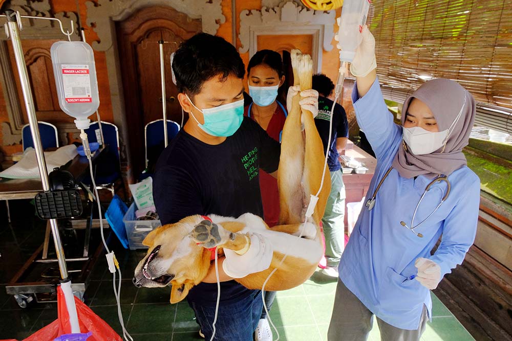 Pelayanan Kesehatan Hewan Peliharaan 