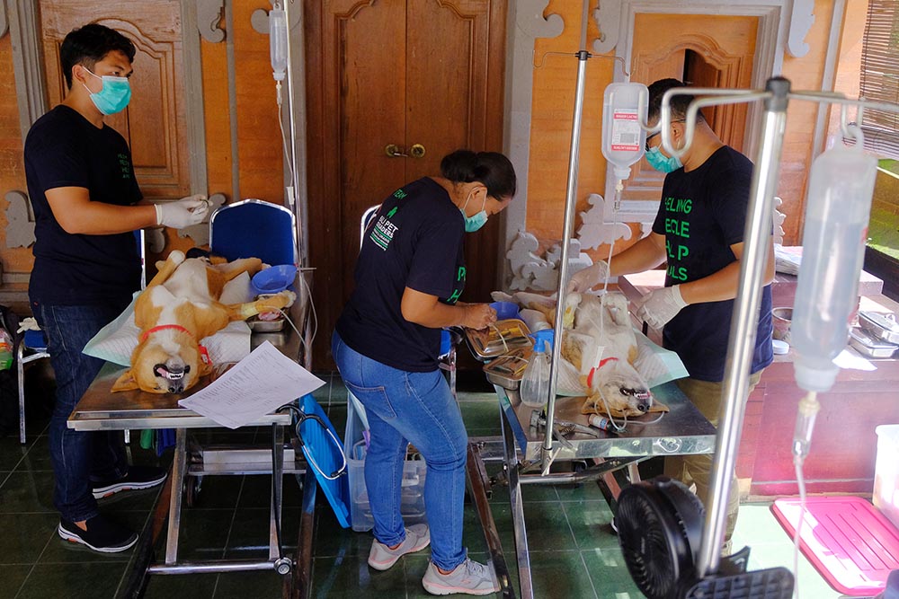 Pelayanan Kesehatan Hewan Peliharaan 