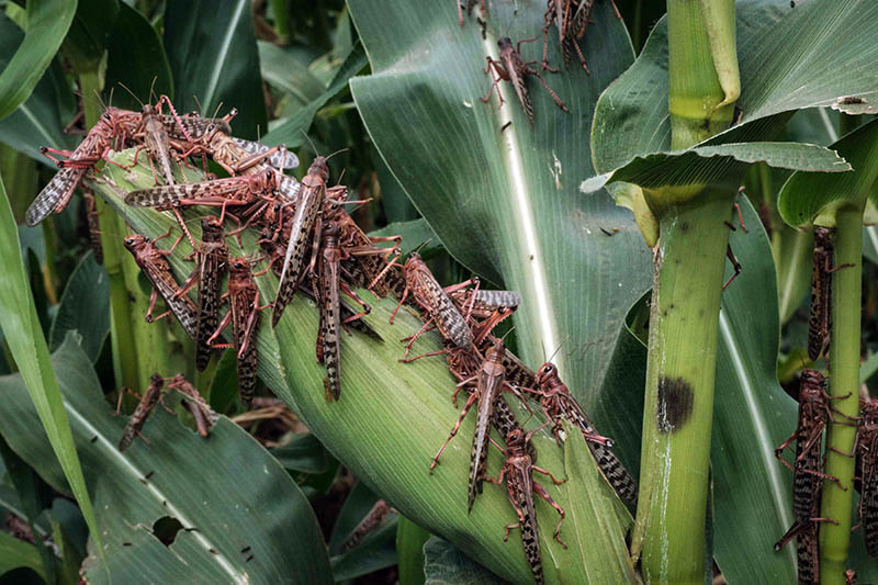 Kenya Perang Melawan Jutaan Hama Belalang 