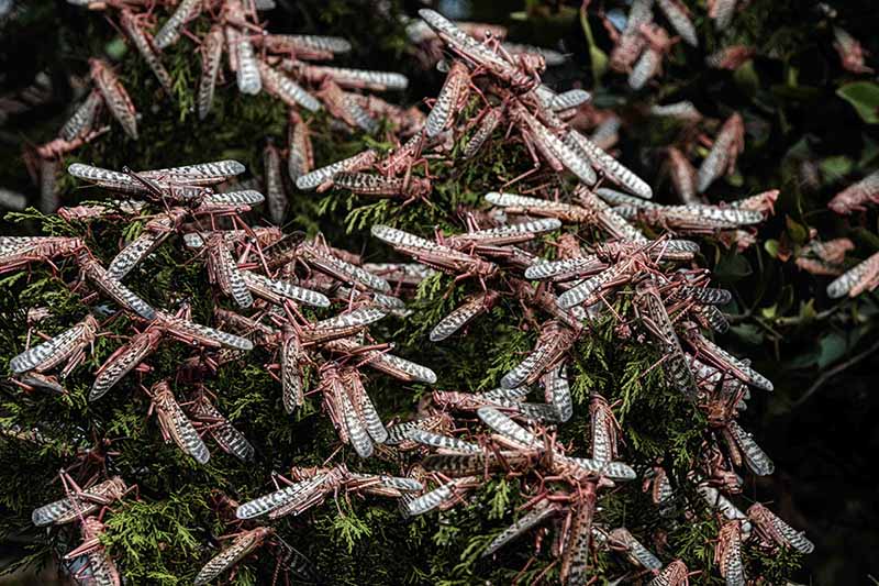 Kenya Perang Melawan Jutaan Hama Belalang 