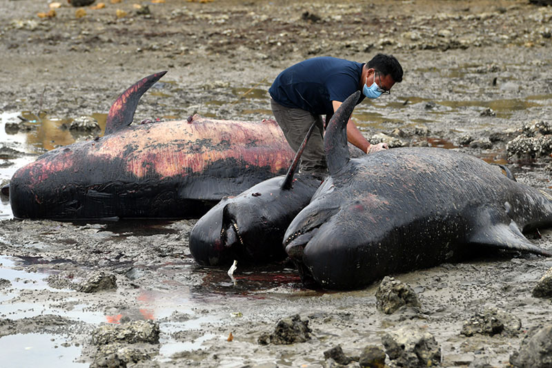Penguburan Paus Pilot yang Terdampar di Bangkalan 