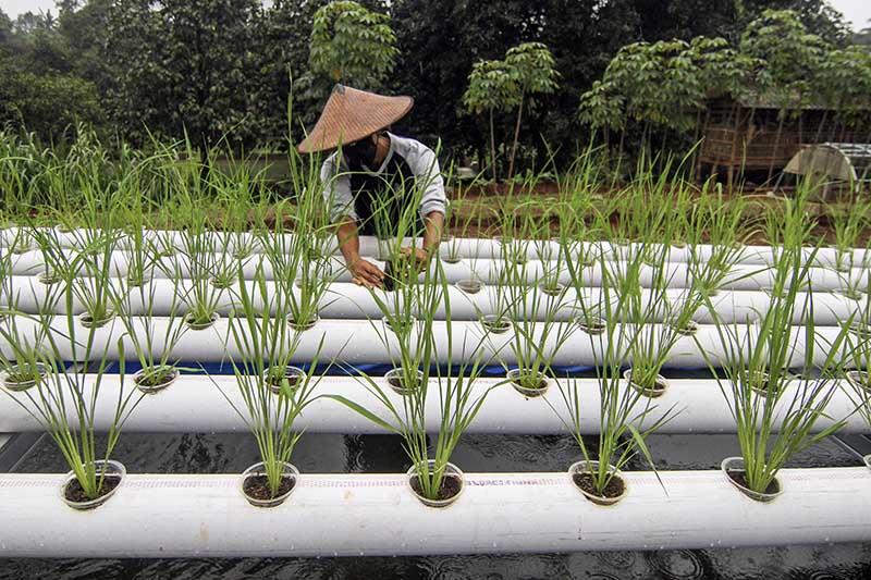 Bercocok Tanam Padi Sistem Hidroponik di Sawangan