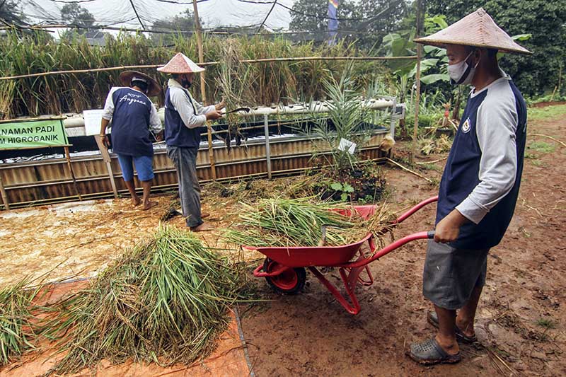 Bercocok Tanam Padi Sistem Hidroponik di Sawangan