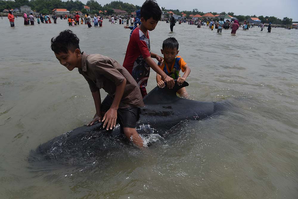 Puluhan Paus Pilot Terdampar
