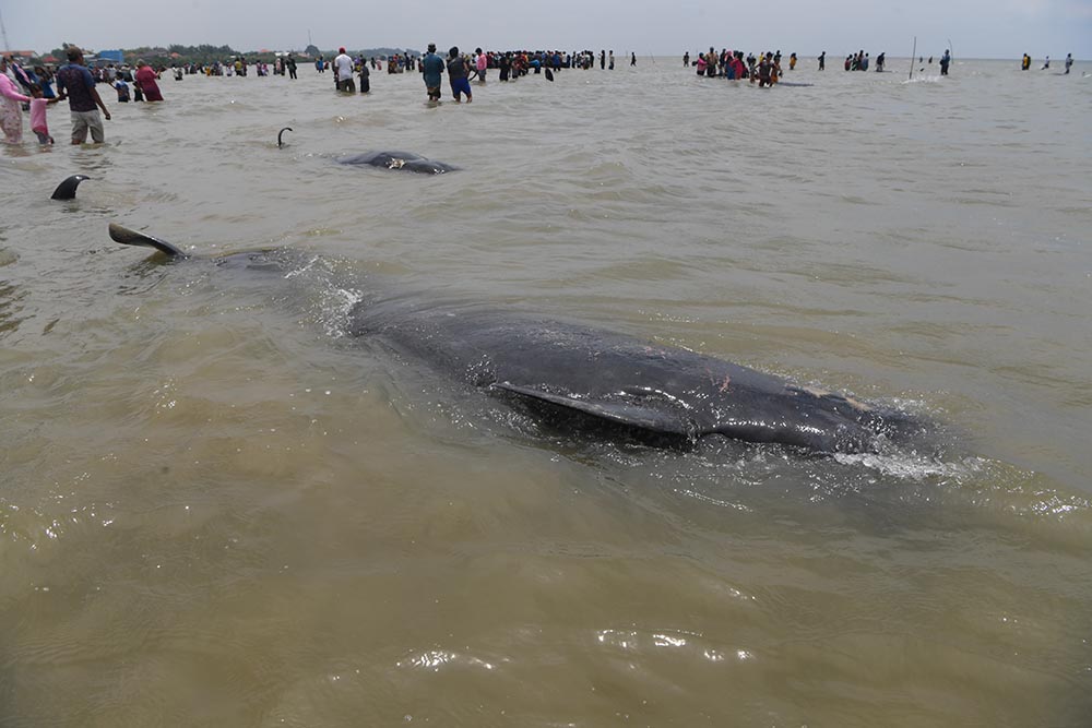 Puluhan Paus Pilot Terdampar