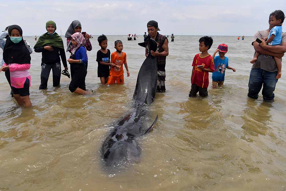 Puluhan Paus Pilot Terdampar