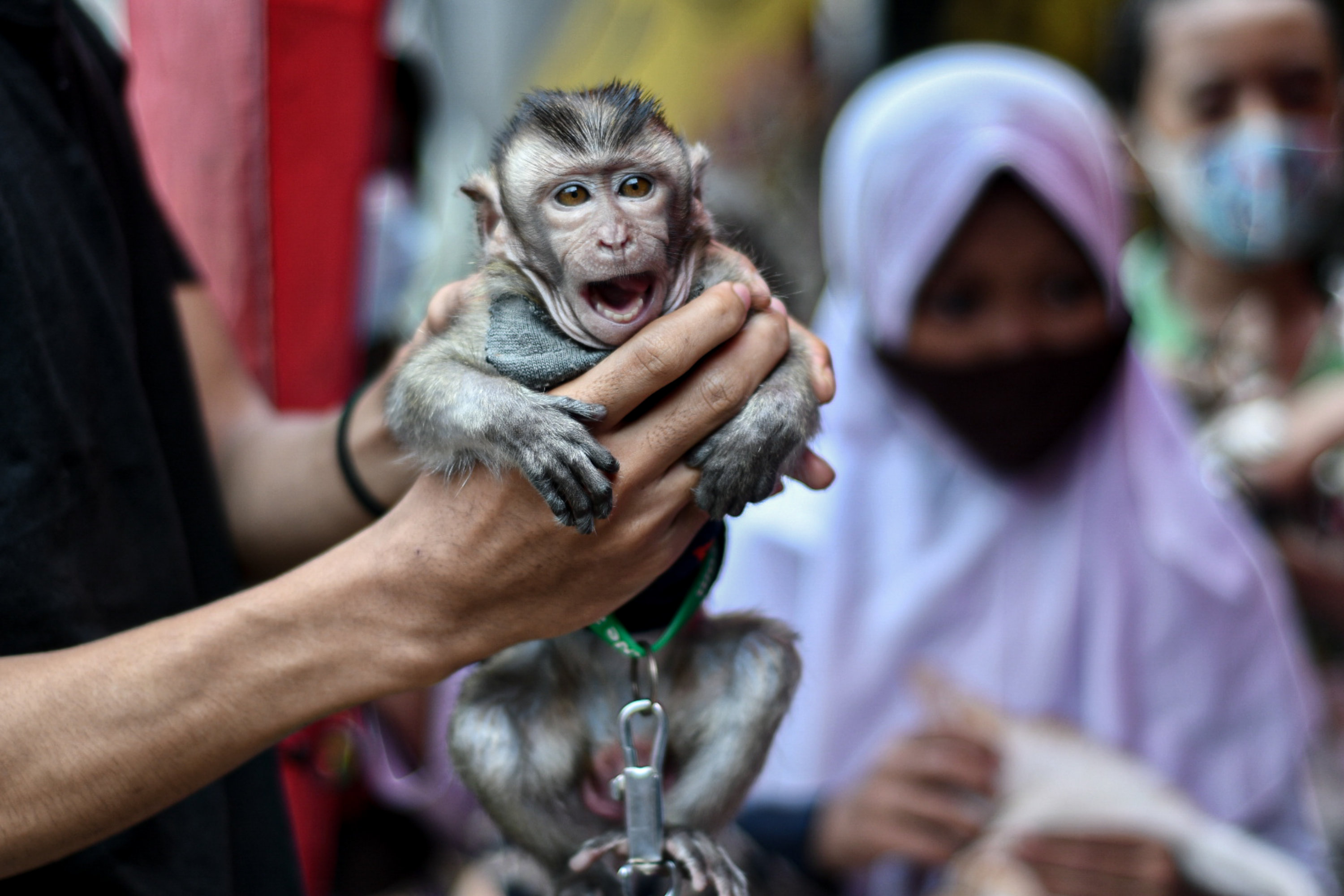 Pemeriksaan Hewan Peliharaan Gratis